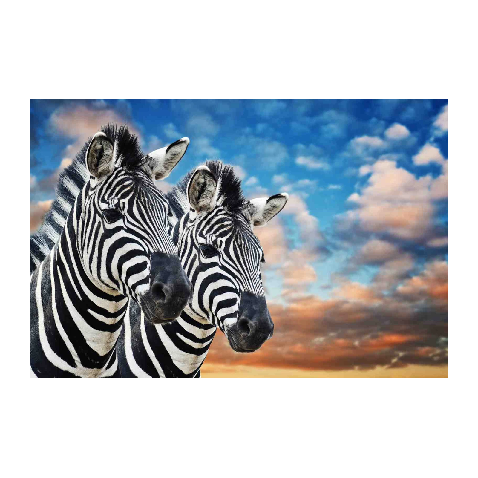 Majestic Zebras Duo Wildlife Wall Art