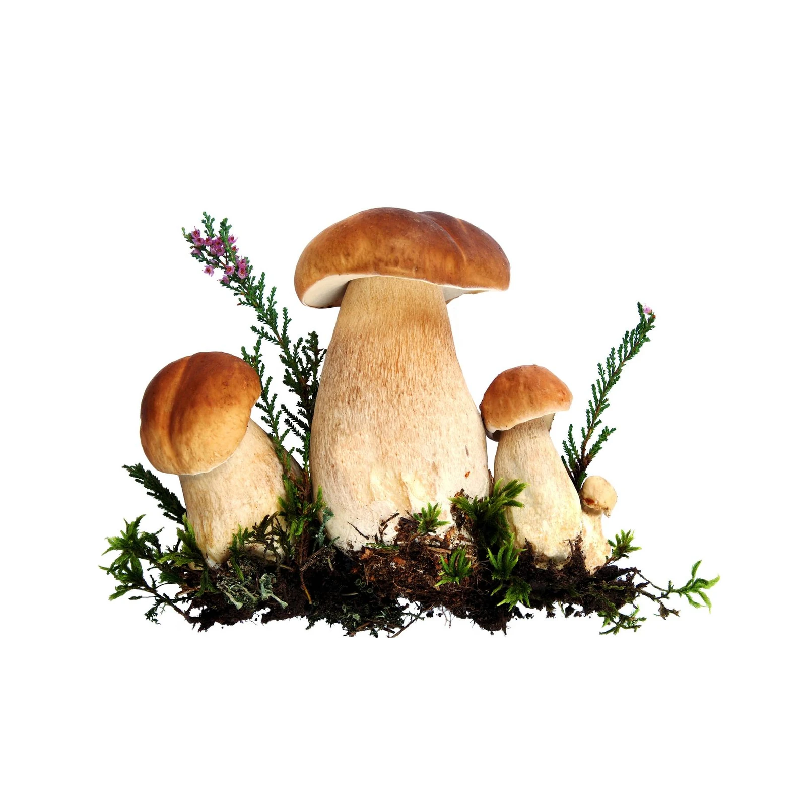 Boletus Mushrooms Forest Floor Wall Art