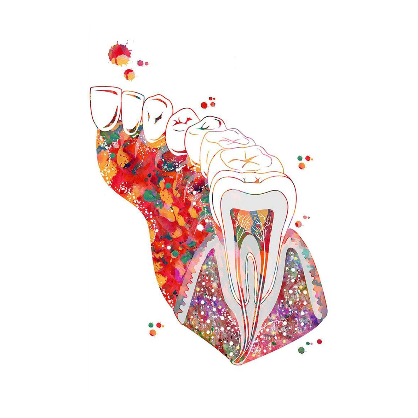 Vibrant Dental Anatomy Watercolor Wall Art