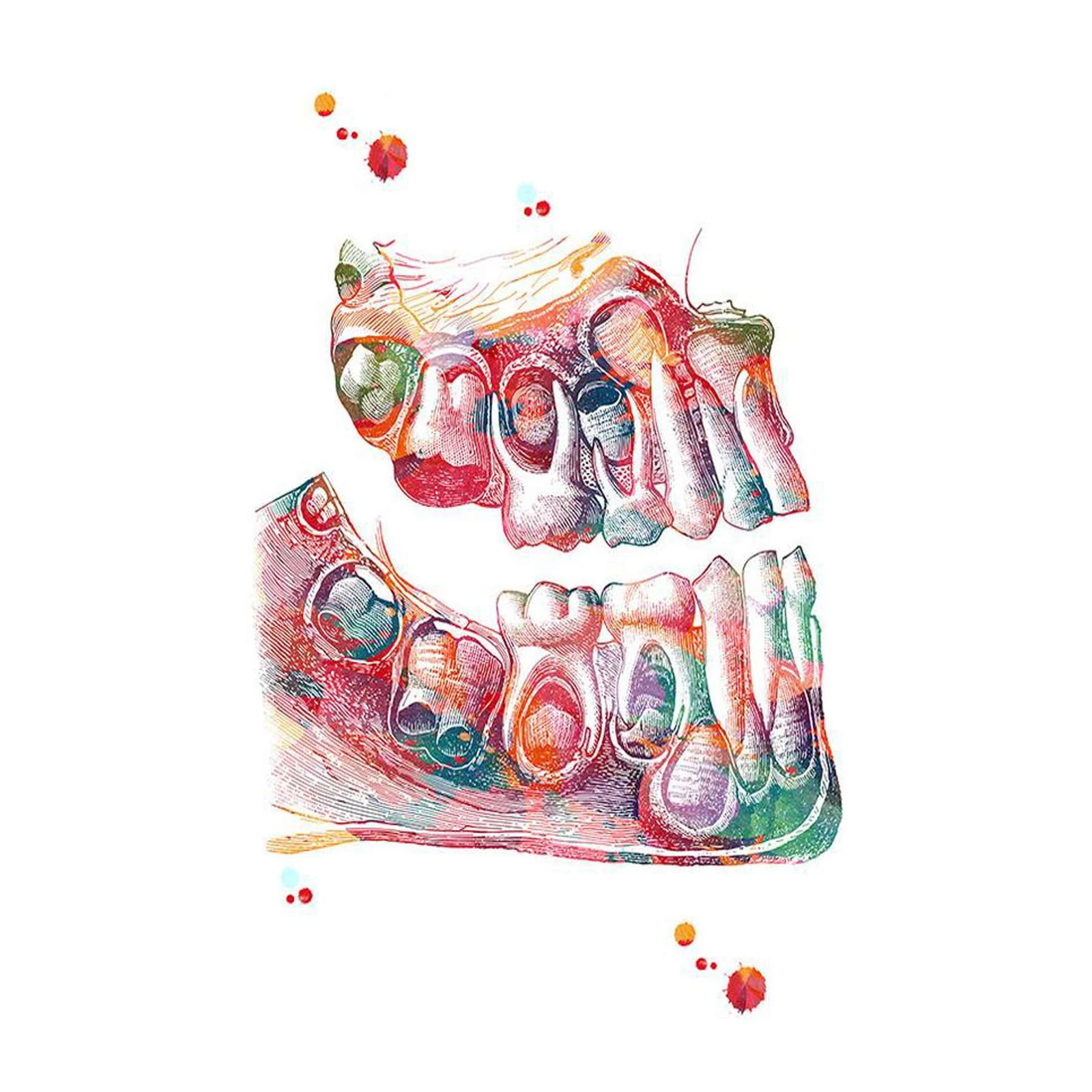 Vibrant Tooth Anatomy Watercolor Wall Art