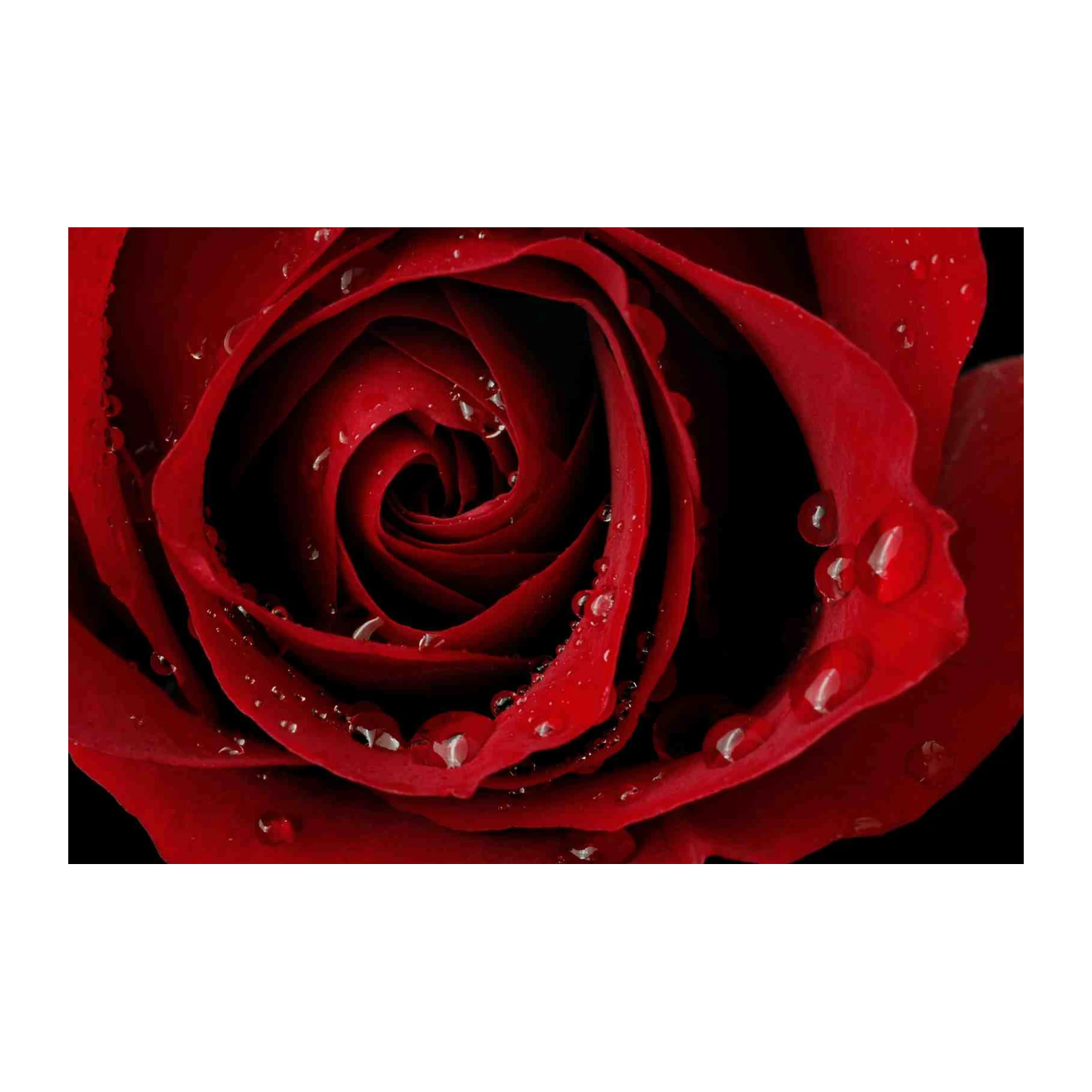 Elegant Red Rose Dewdrops Wall Art