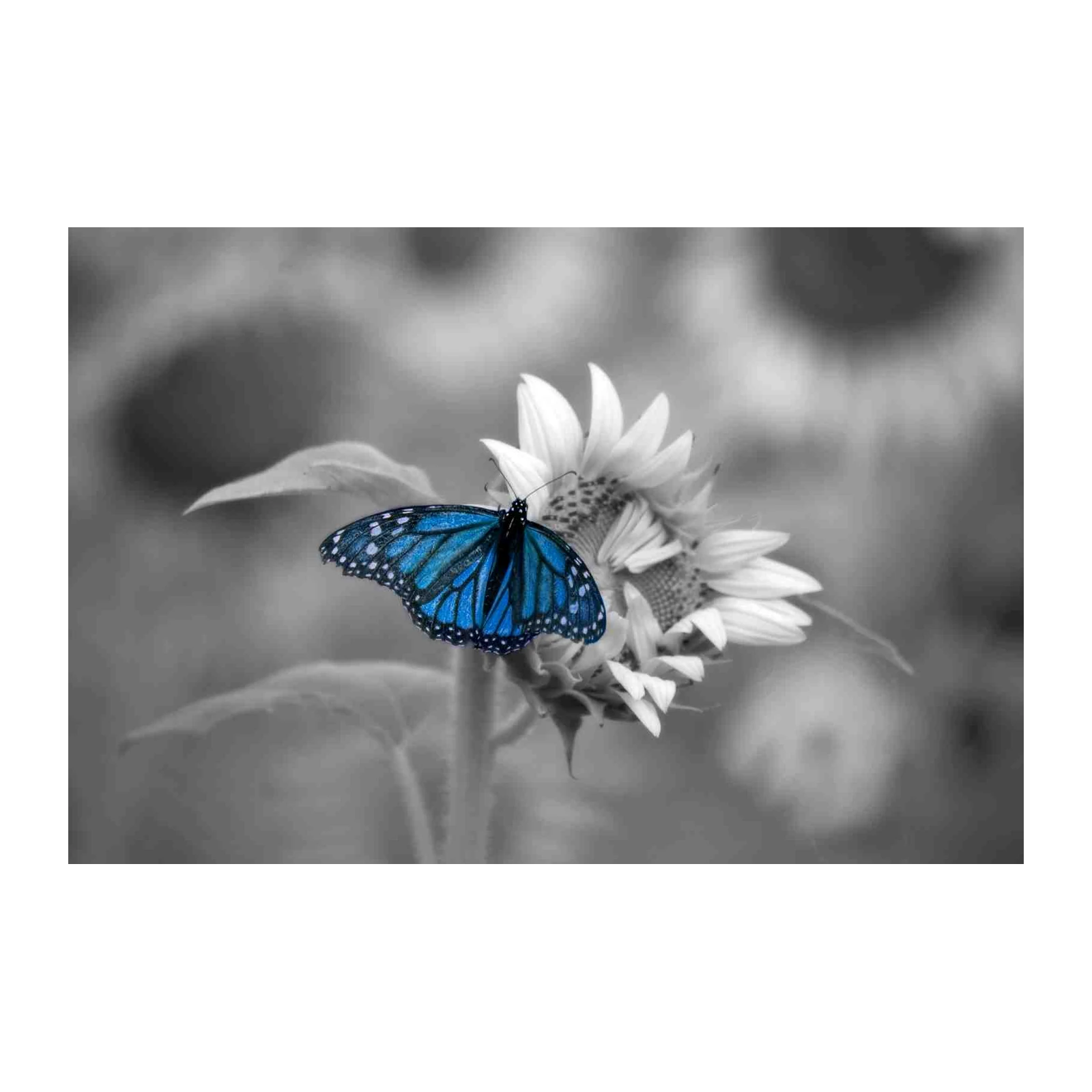 Vibrant Blue Butterfly Sunflower Wall Art