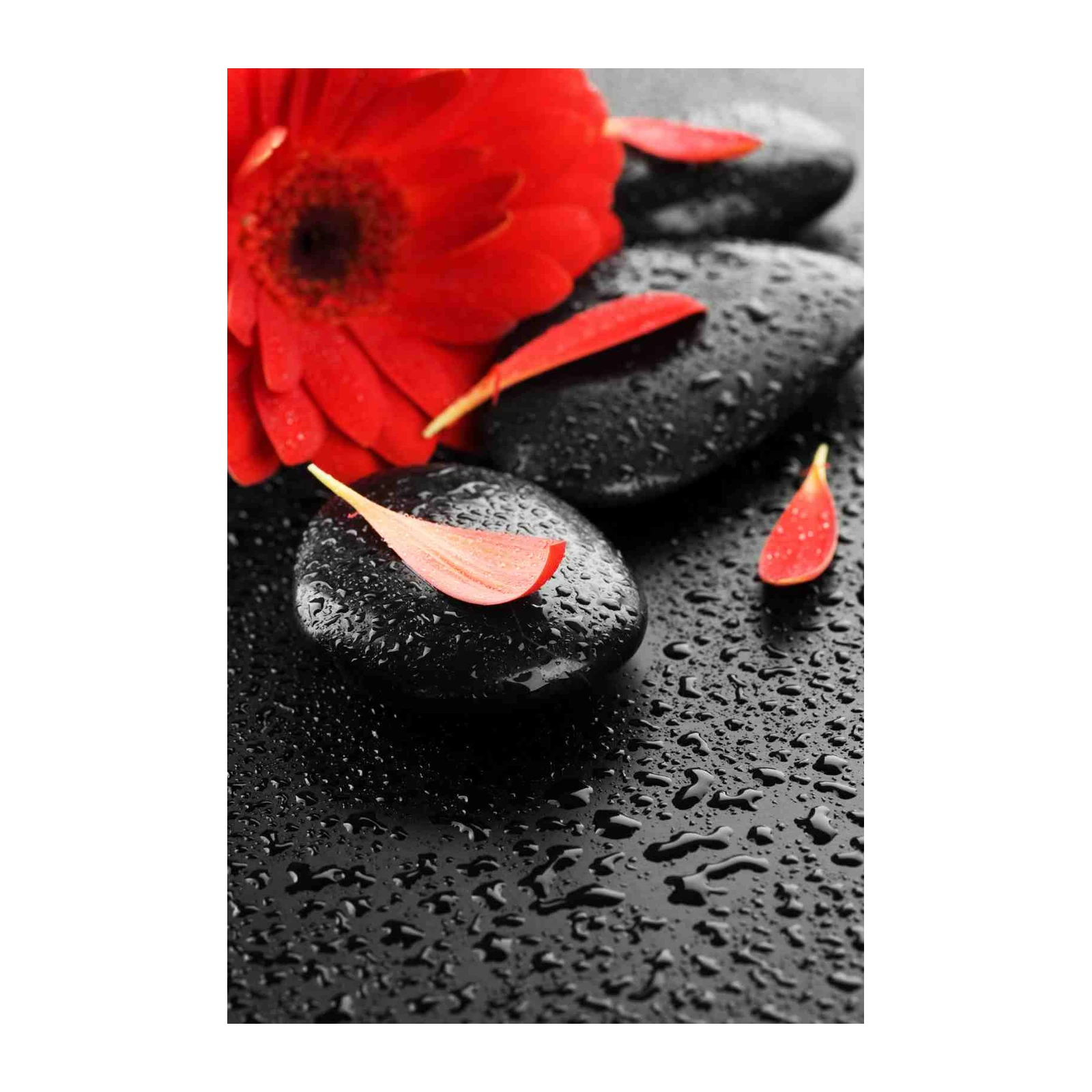 Vibrant Red Gerbera Zen Stones Wall Art
