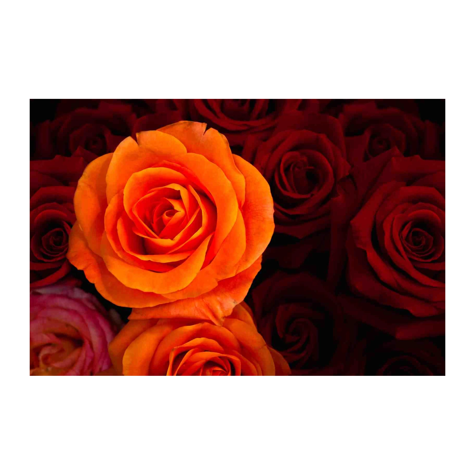 Vibrant Orange Rose Floral Wall Art