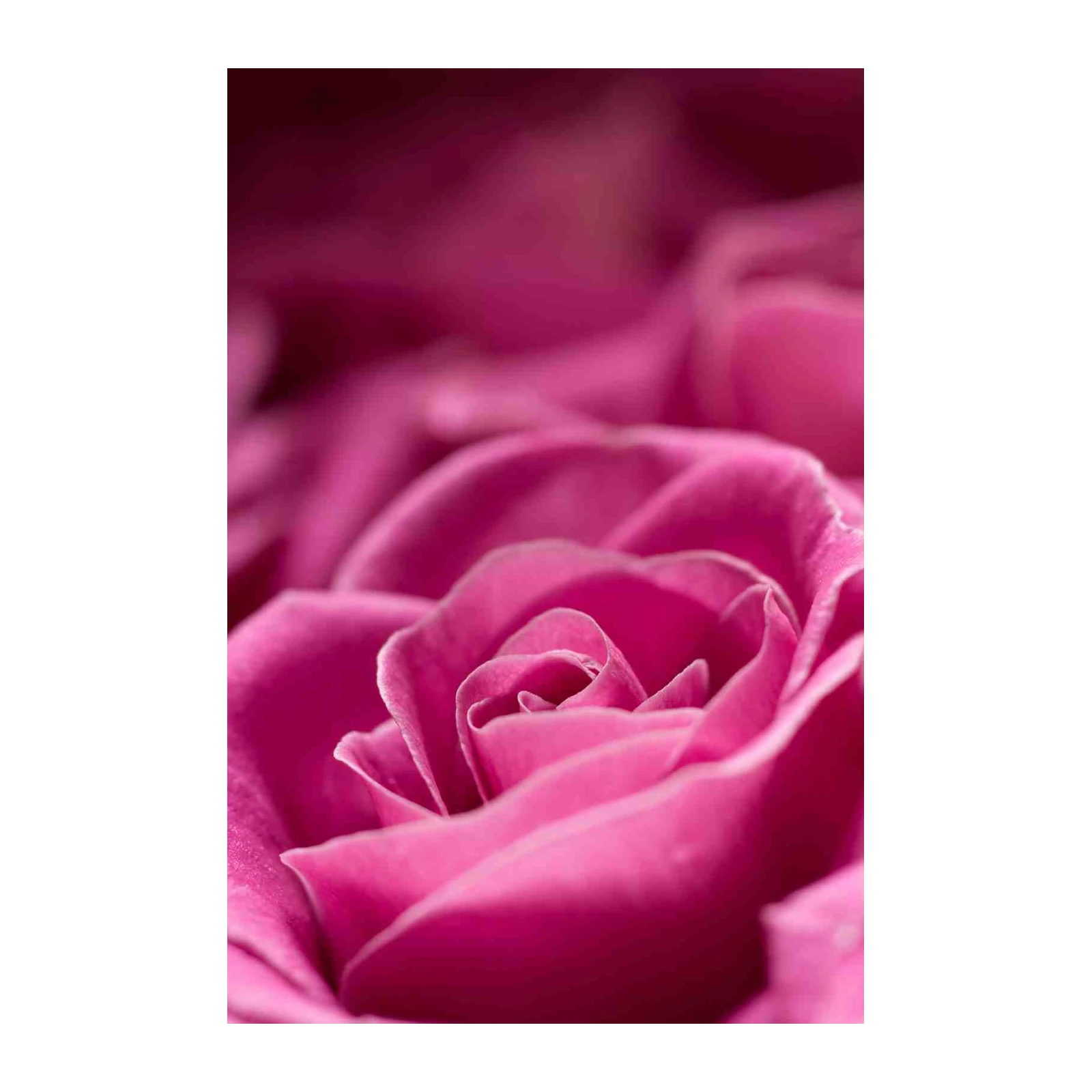 Vibrant Pink Rose Macro Wall Art - Floral Art