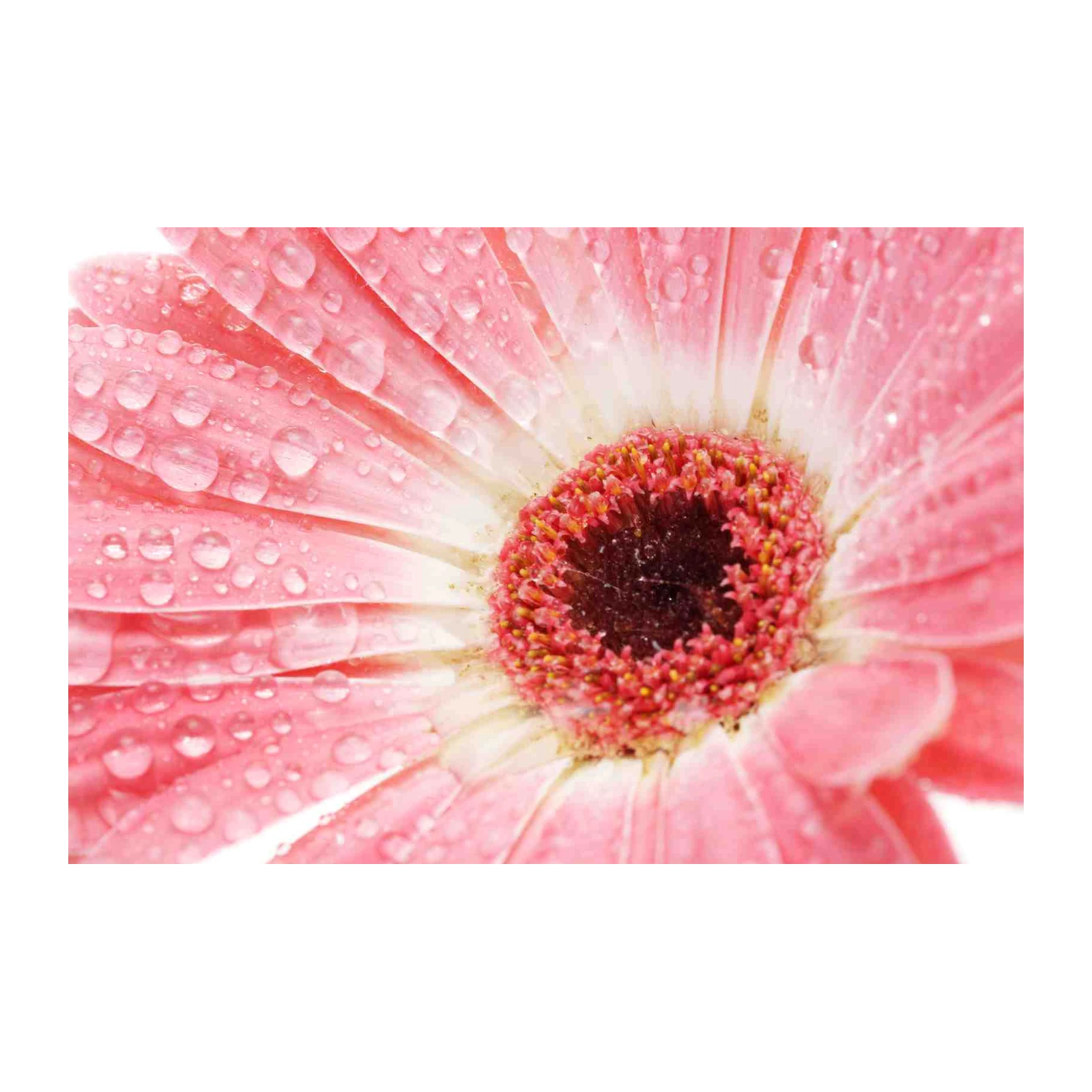 Dewy Pink Gerbera Daisy Close-Up Wall Art