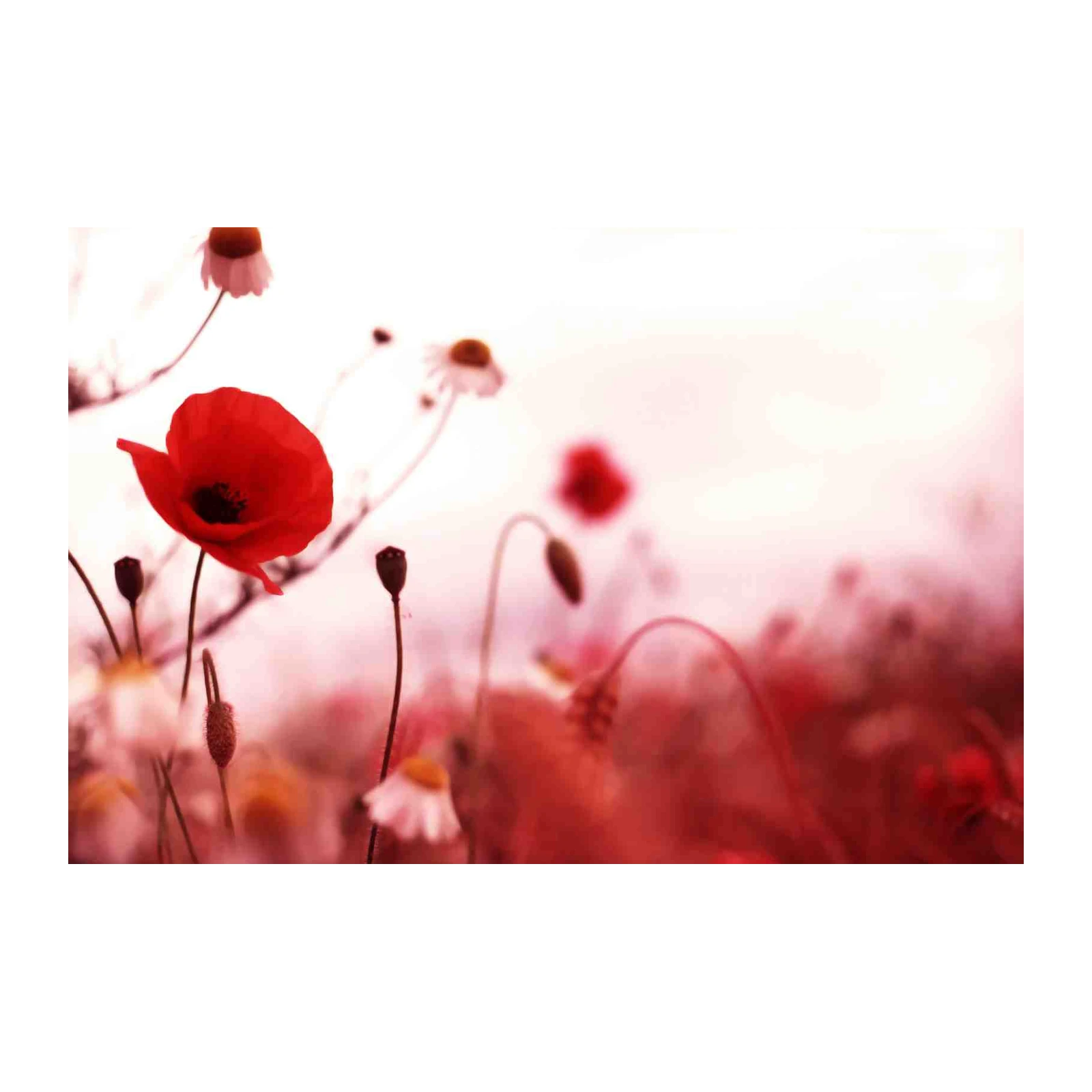 Vibrant Red Poppy Field Wall Art