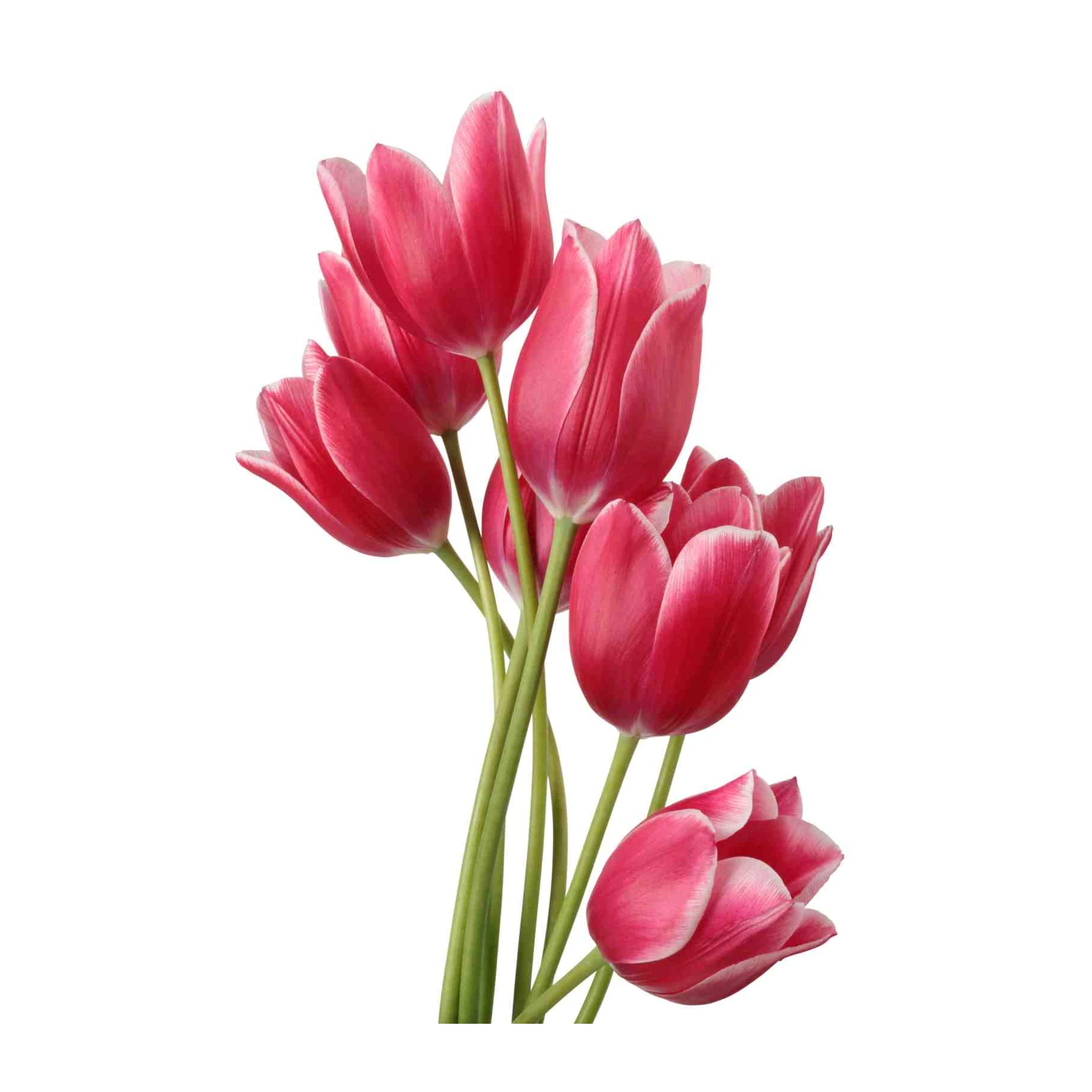 Vibrant Pink Tulips Blossom Wall Art