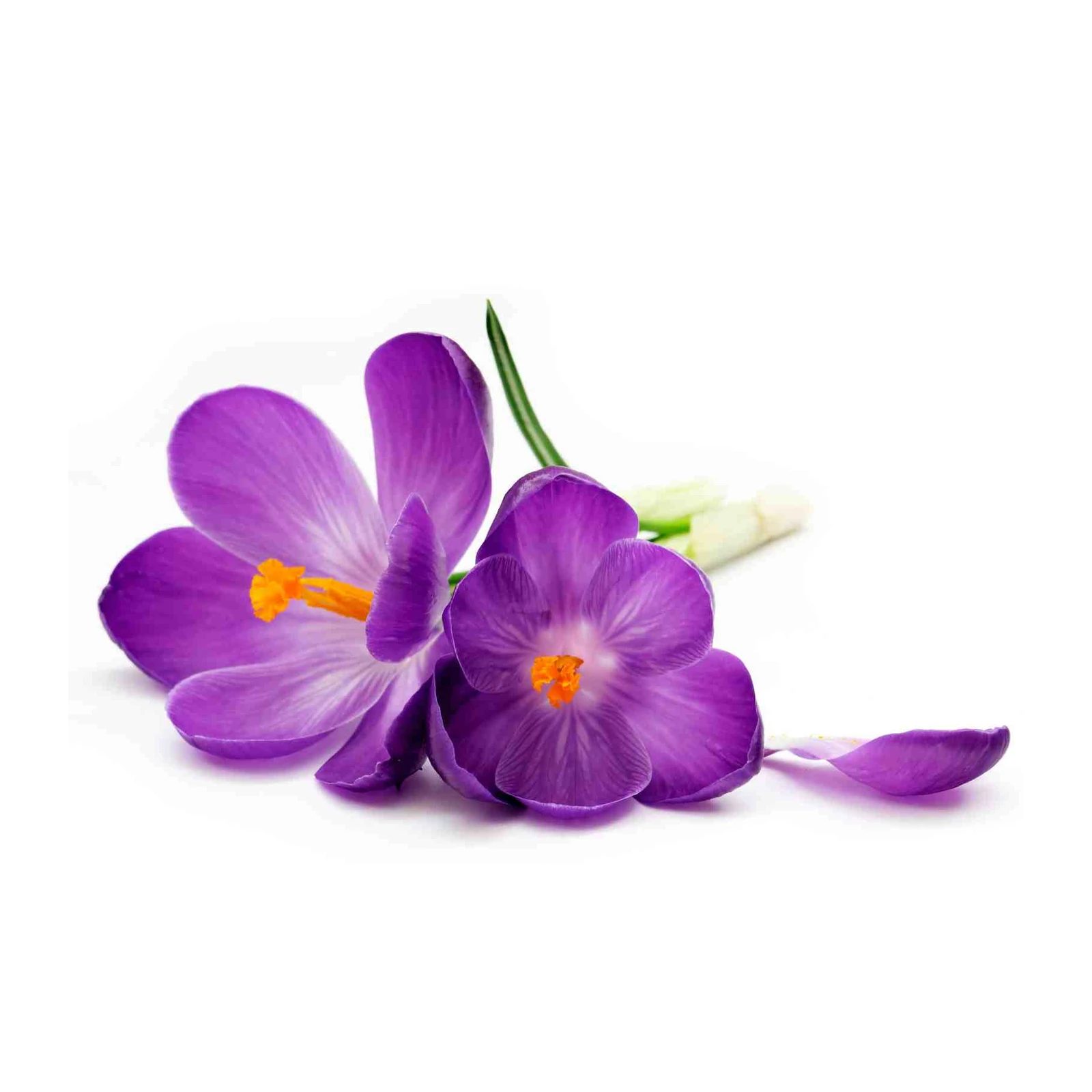 Purple Crocus Flower Still Life Wall Art
