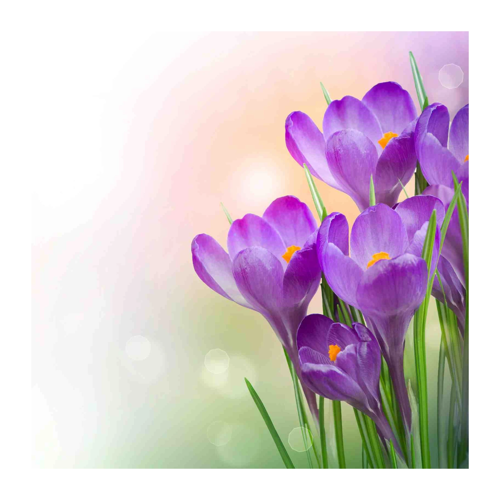 Purple Crocus Spring Floral Wall Art