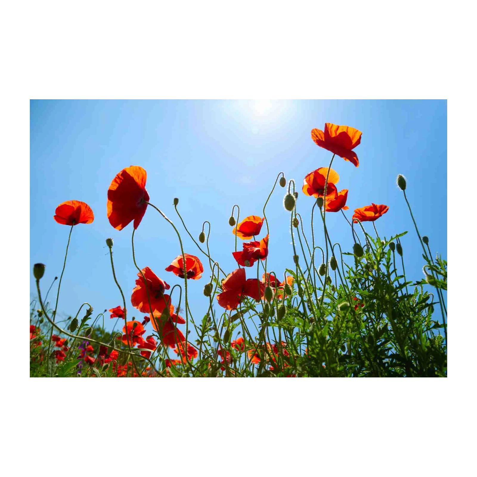 Vibrant Red Poppies Field Wall Art