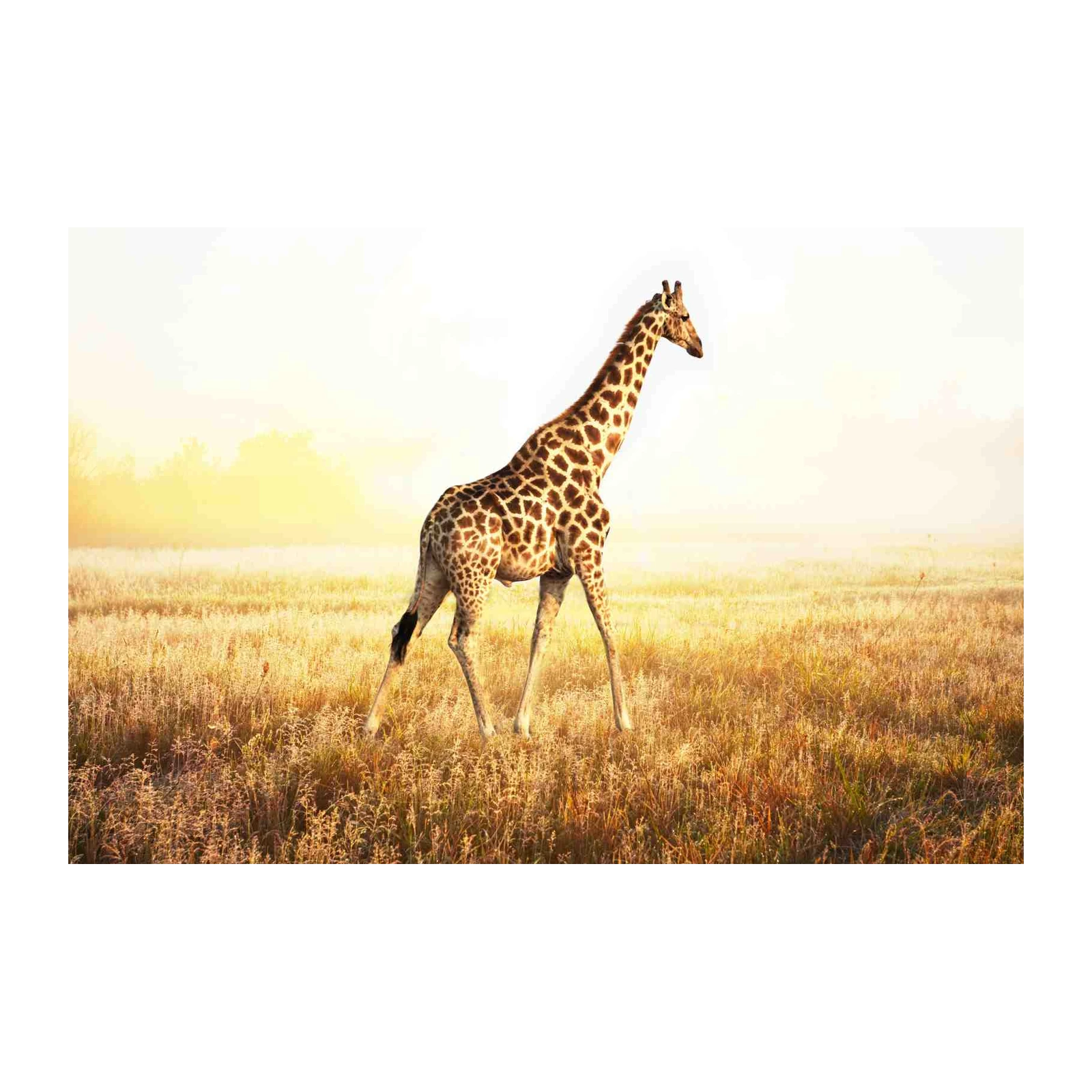 Serene Giraffe Safari Golden Hour Wall Art
