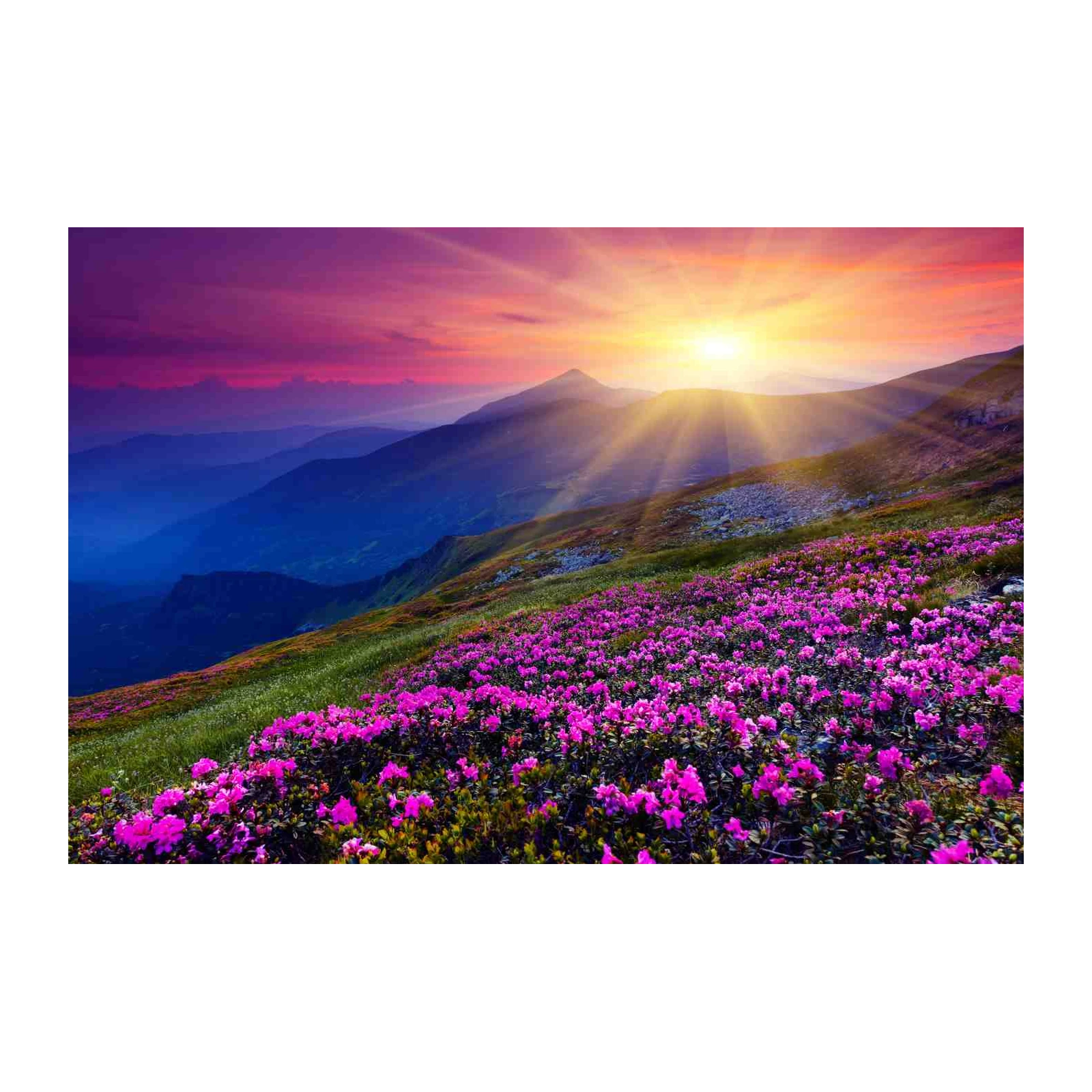 Mountain Sunrise Rhododendron Meadow Wall Art