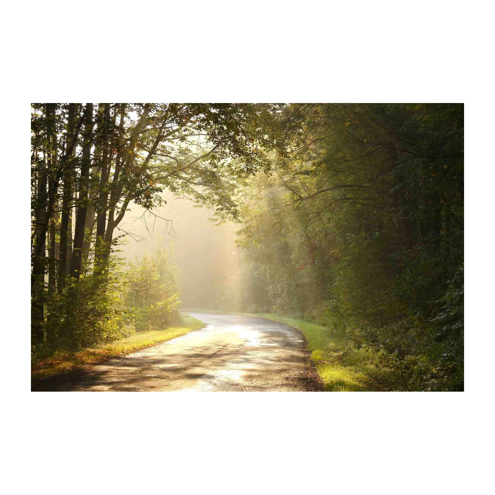 Enchanting Forest Path Sun Rays Wall Art