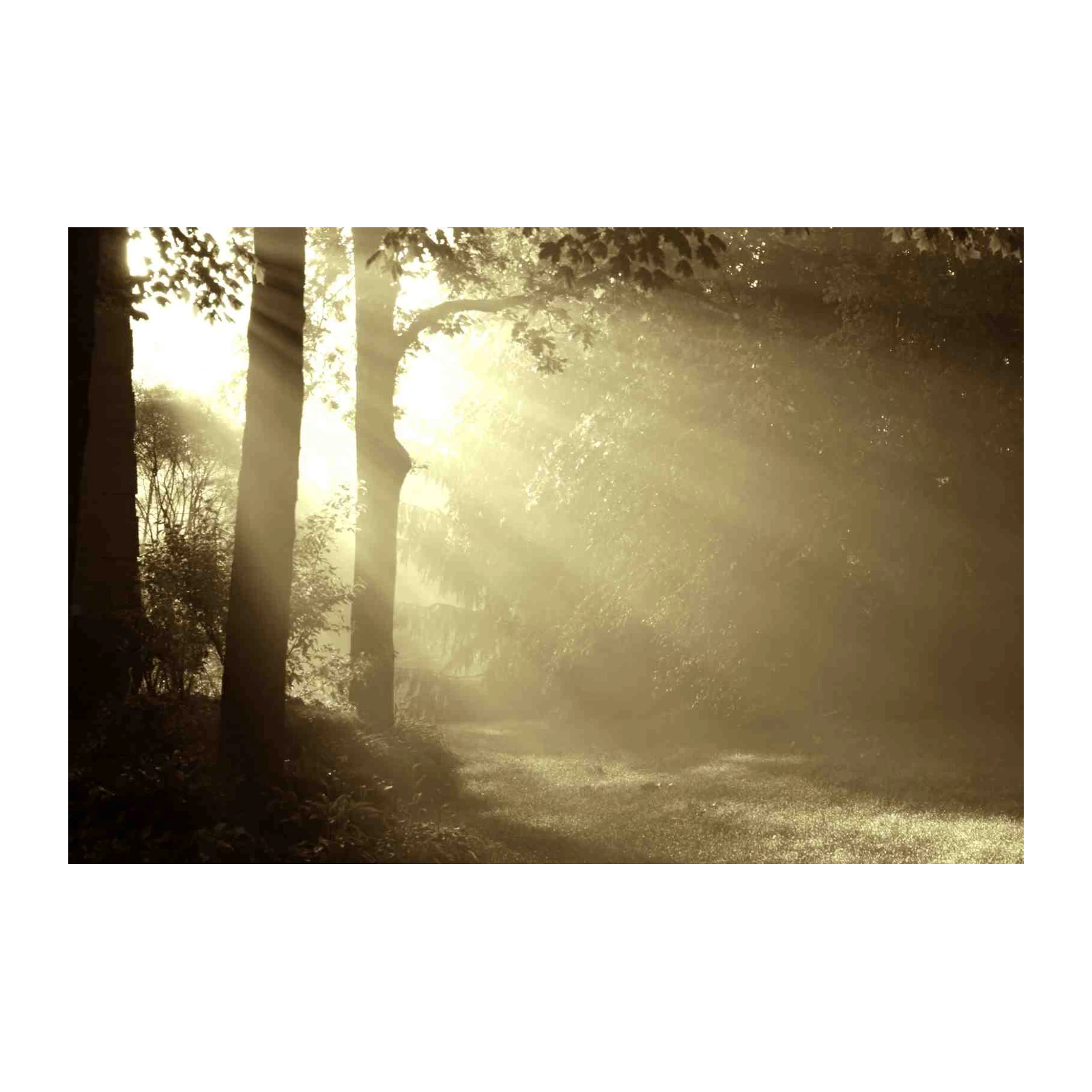 Misty Forest Path Wall Art