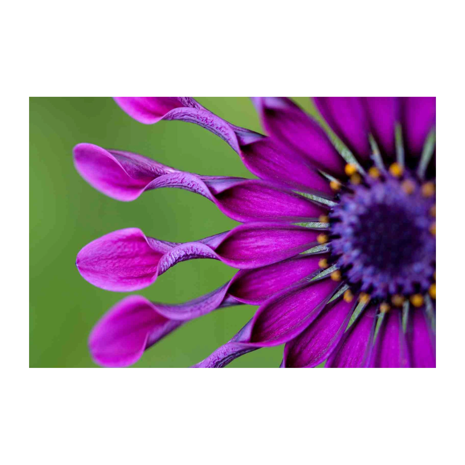 Vibrant Purple Daisy Macro Wall Art