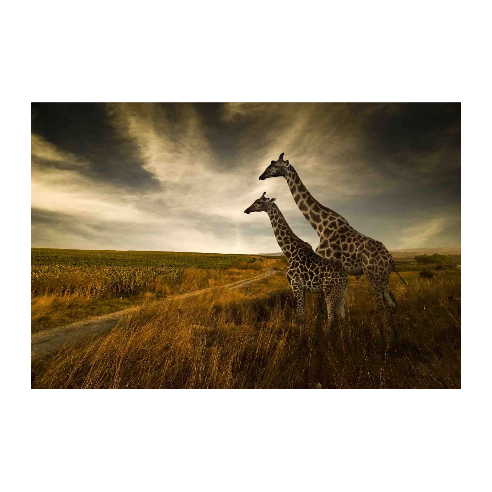 Majestic Giraffes Safari Landscape Wall Art