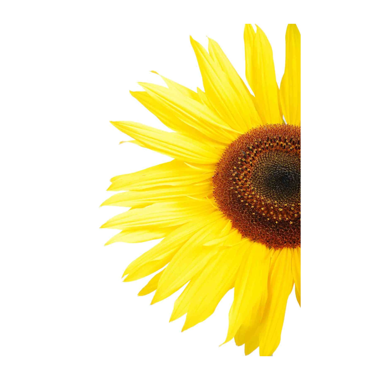 Vibrant Yellow Sunflower Close-Up Wall Art