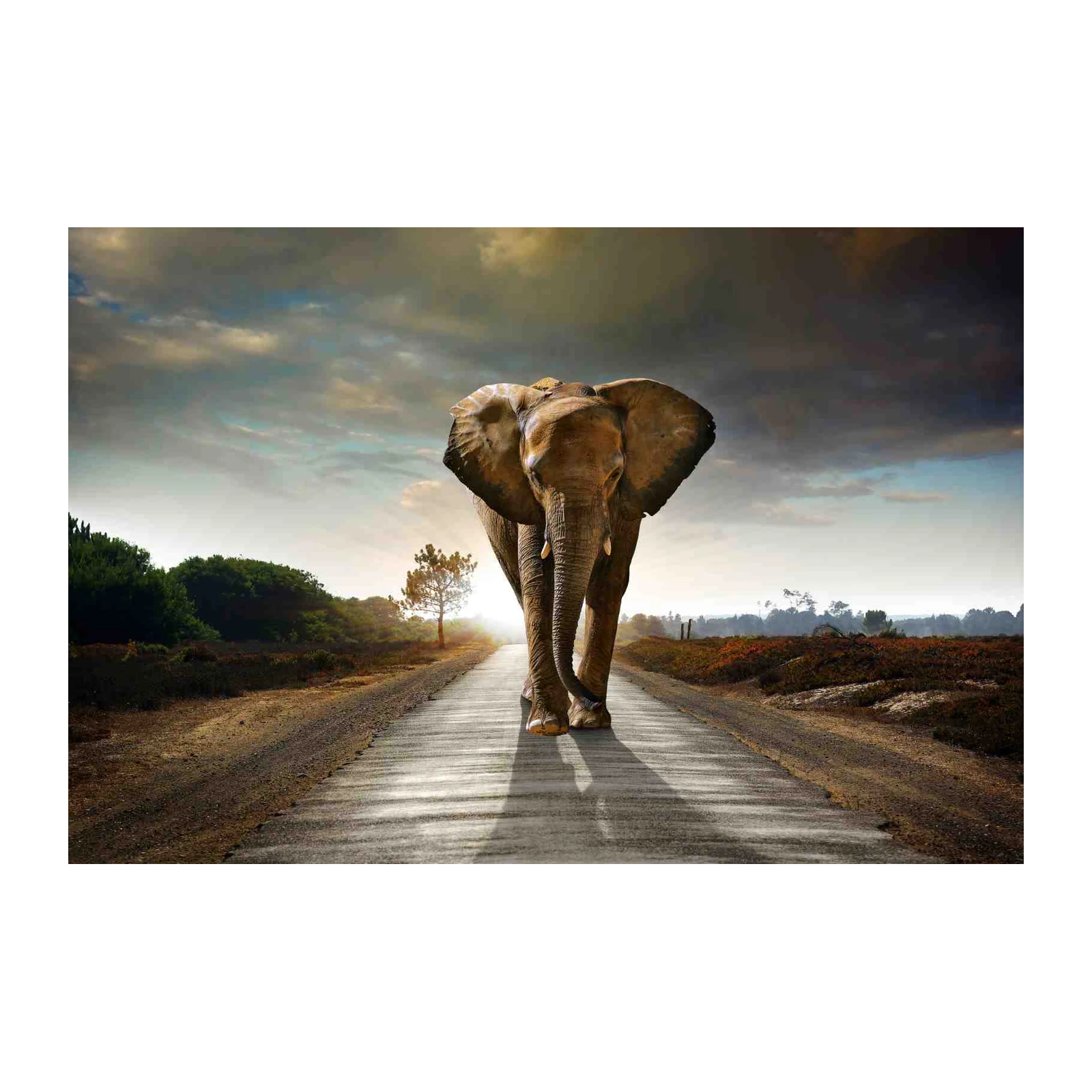 Majestic Elephant Safari Road Wall Art