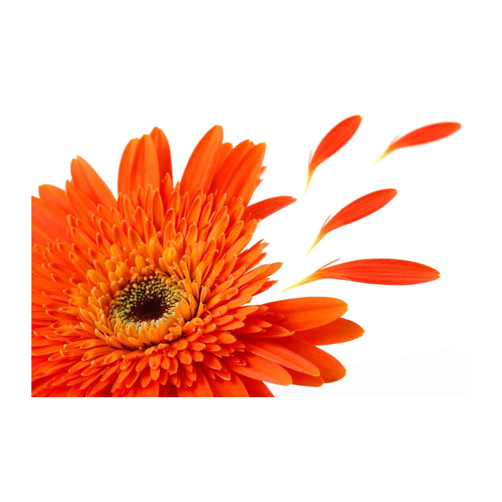 Vibrant Orange Gerbera Flower Wall Art
