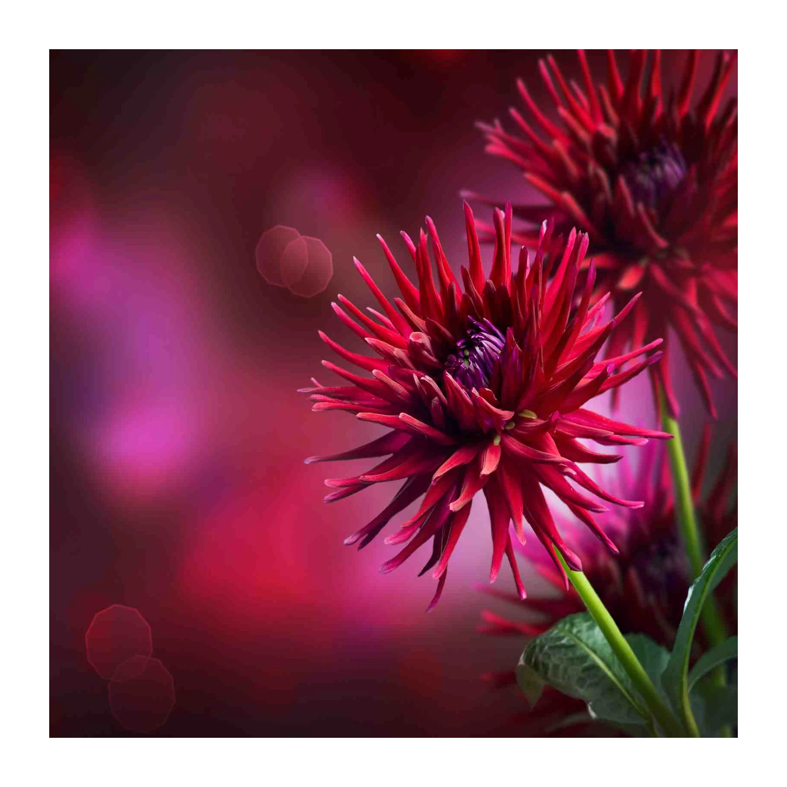 Vibrant Red Dahlia Floral Wall Art
