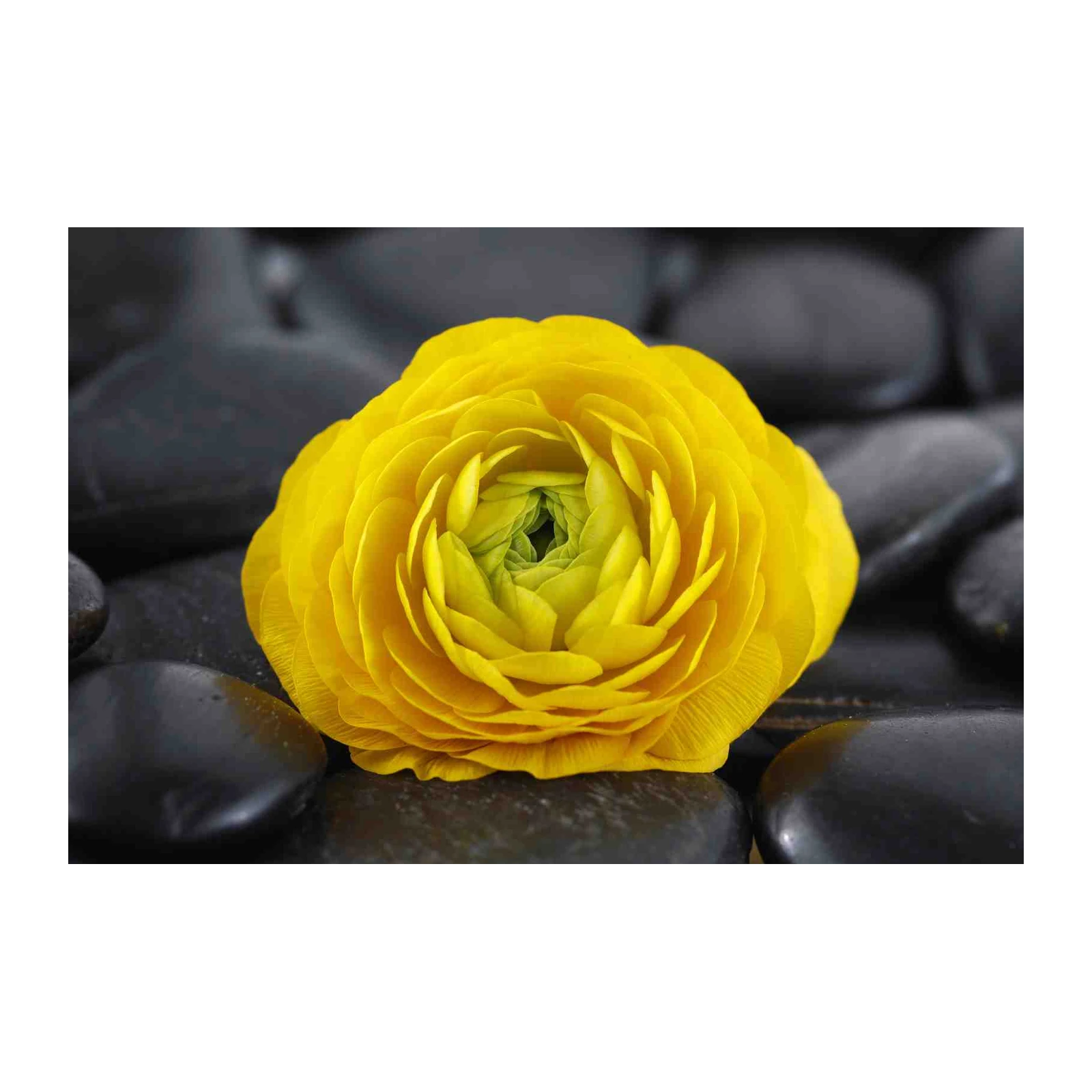 Vibrant Yellow Ranunculus Bloom Wall Art