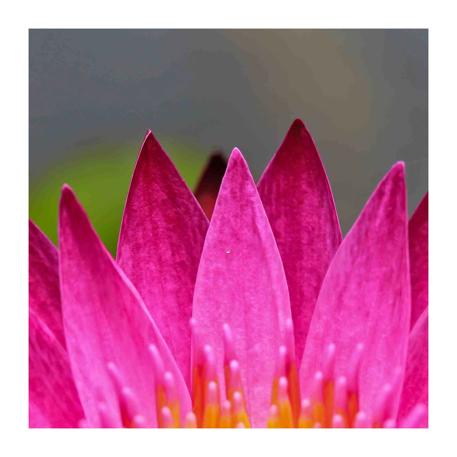 Vibrant Pink Lotus Bloom Wall Art