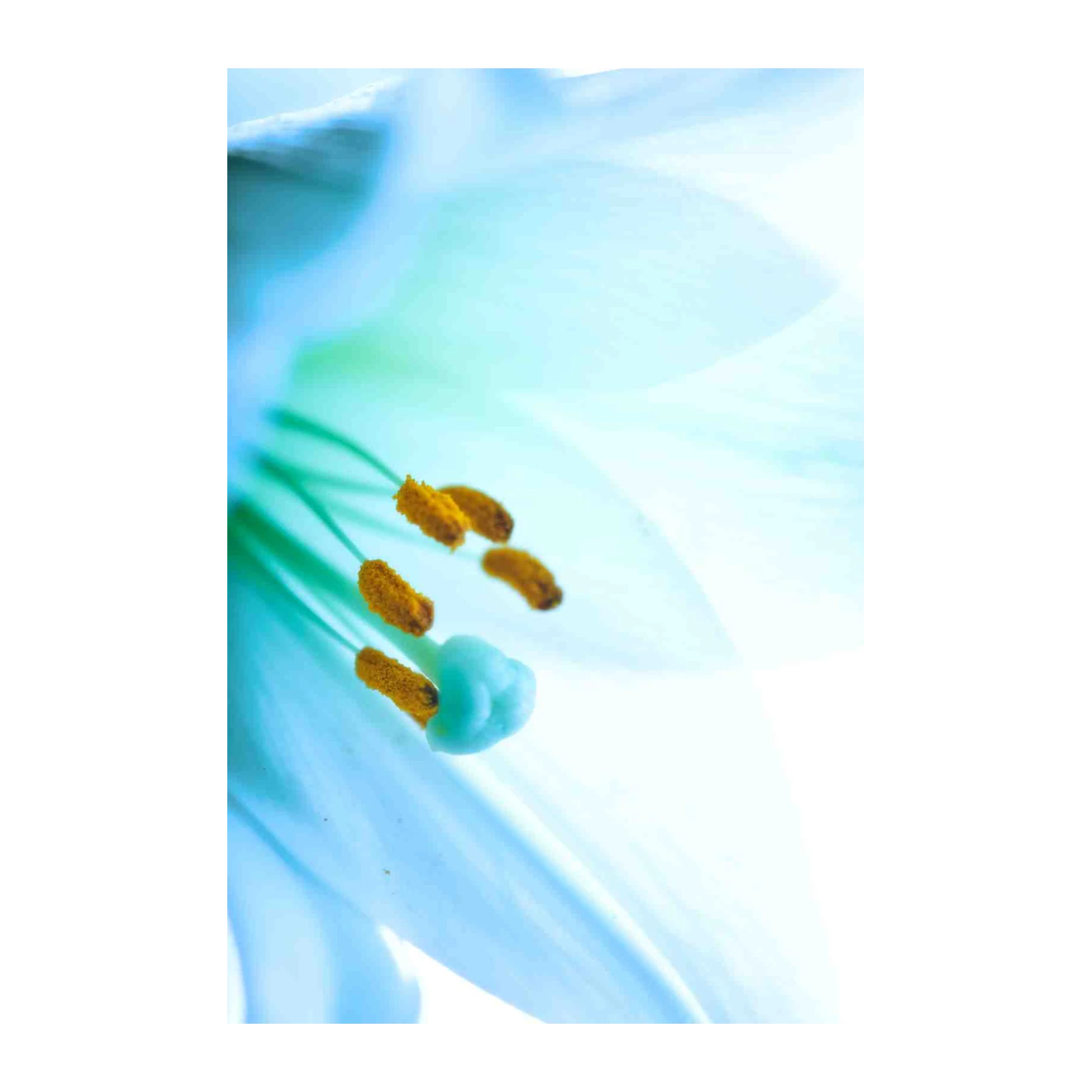 Serene Lily Macro Wall Art