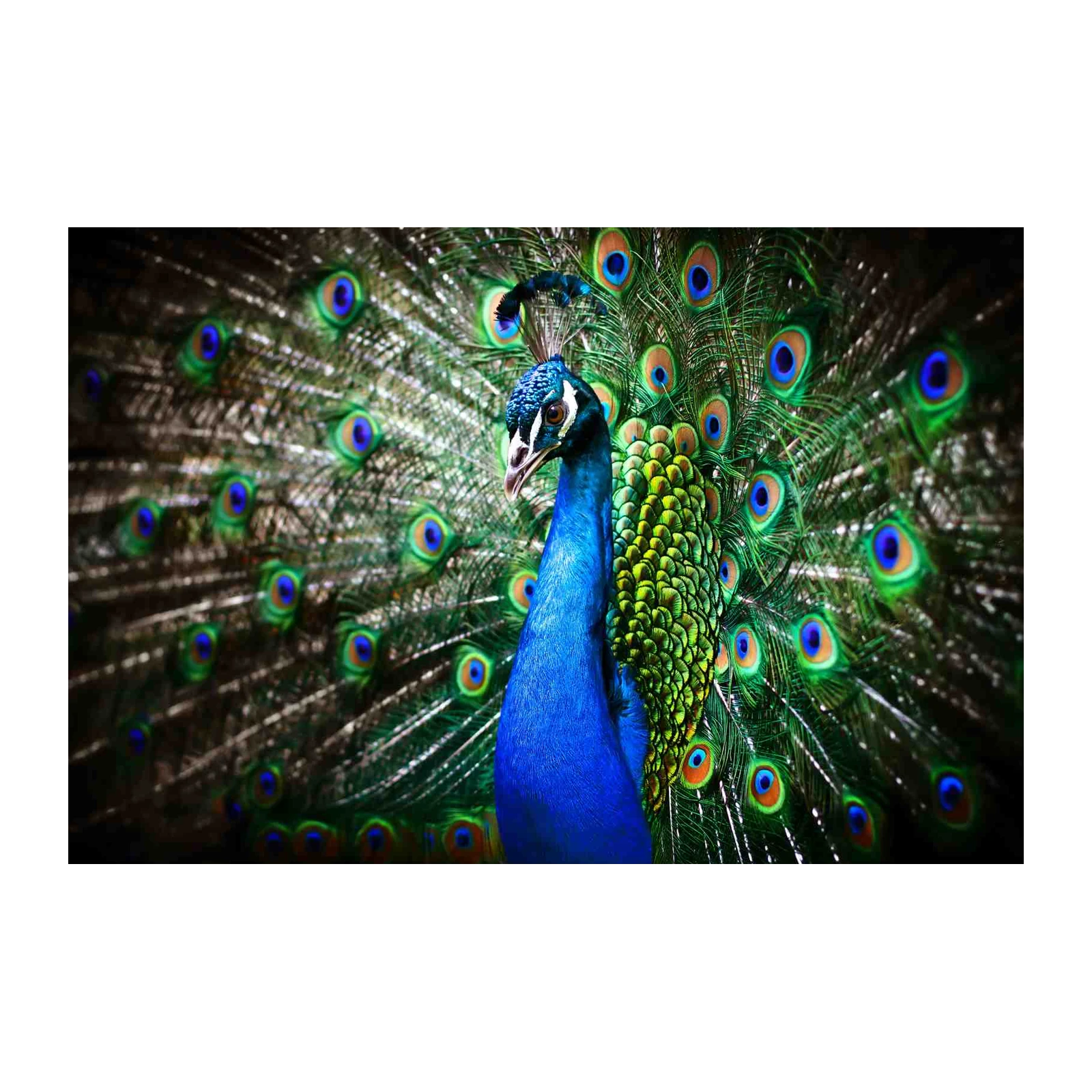 Majestic Peacock Display Wall Art