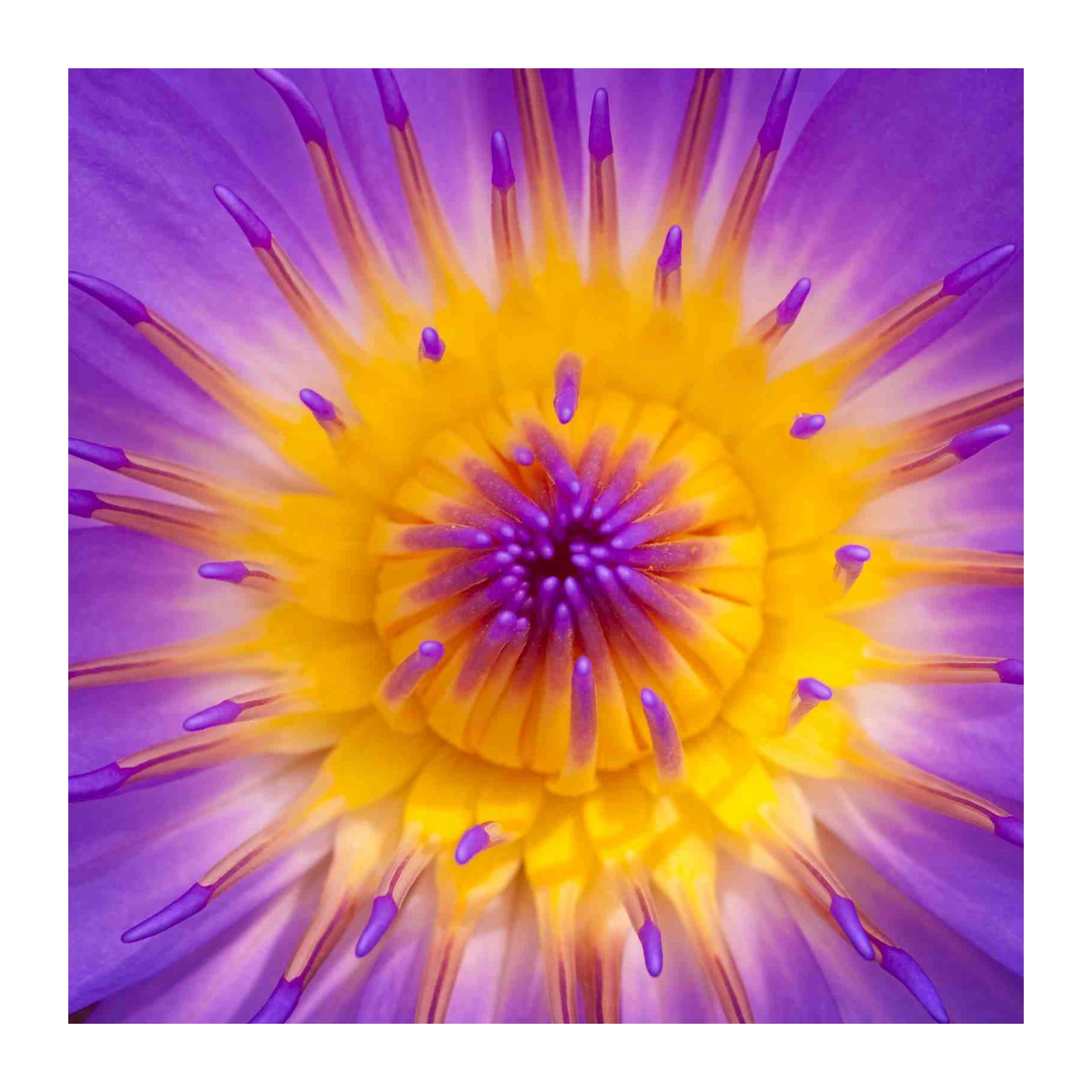 Vibrant Purple Lotus Macro Wall Art