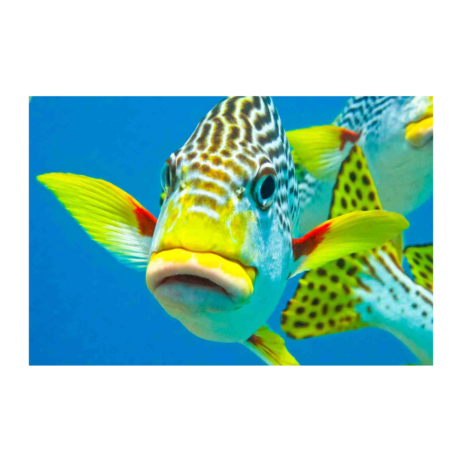 Vibrant Yellow & Blue Tropical Fish Wall Art
