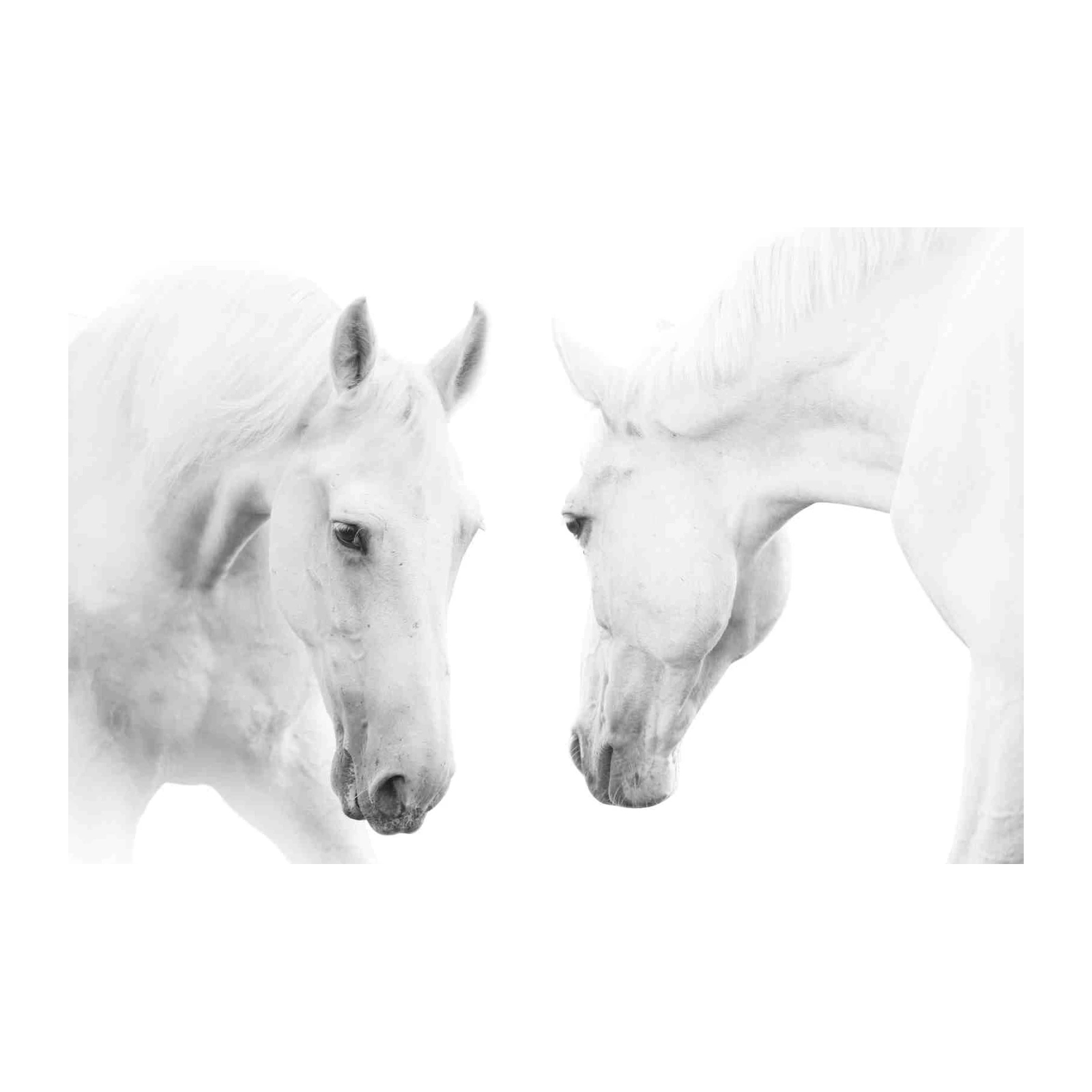 Majestic White Horses Duo Wall Art