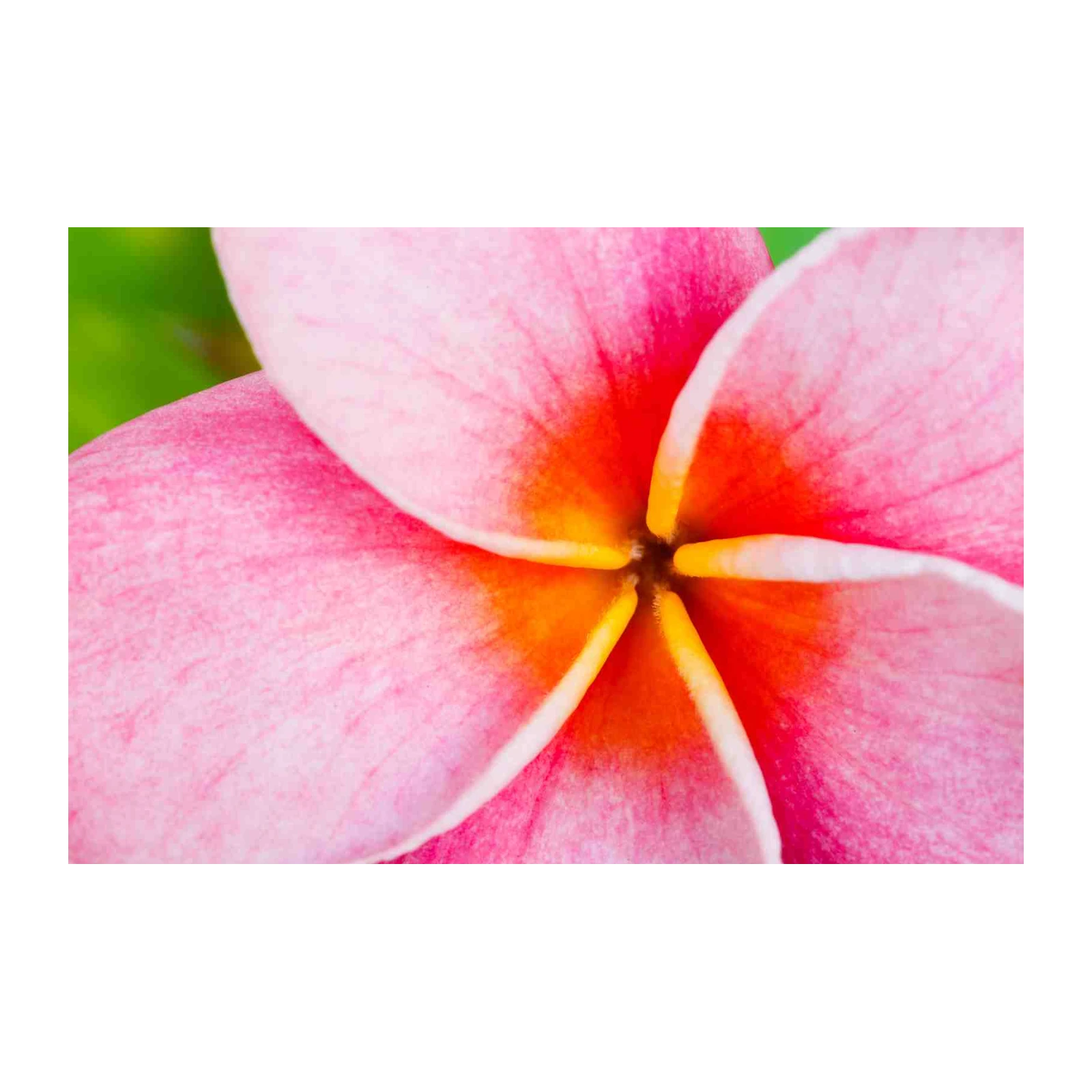 Vibrant Pink Plumeria Flower Close-Up Wall Art