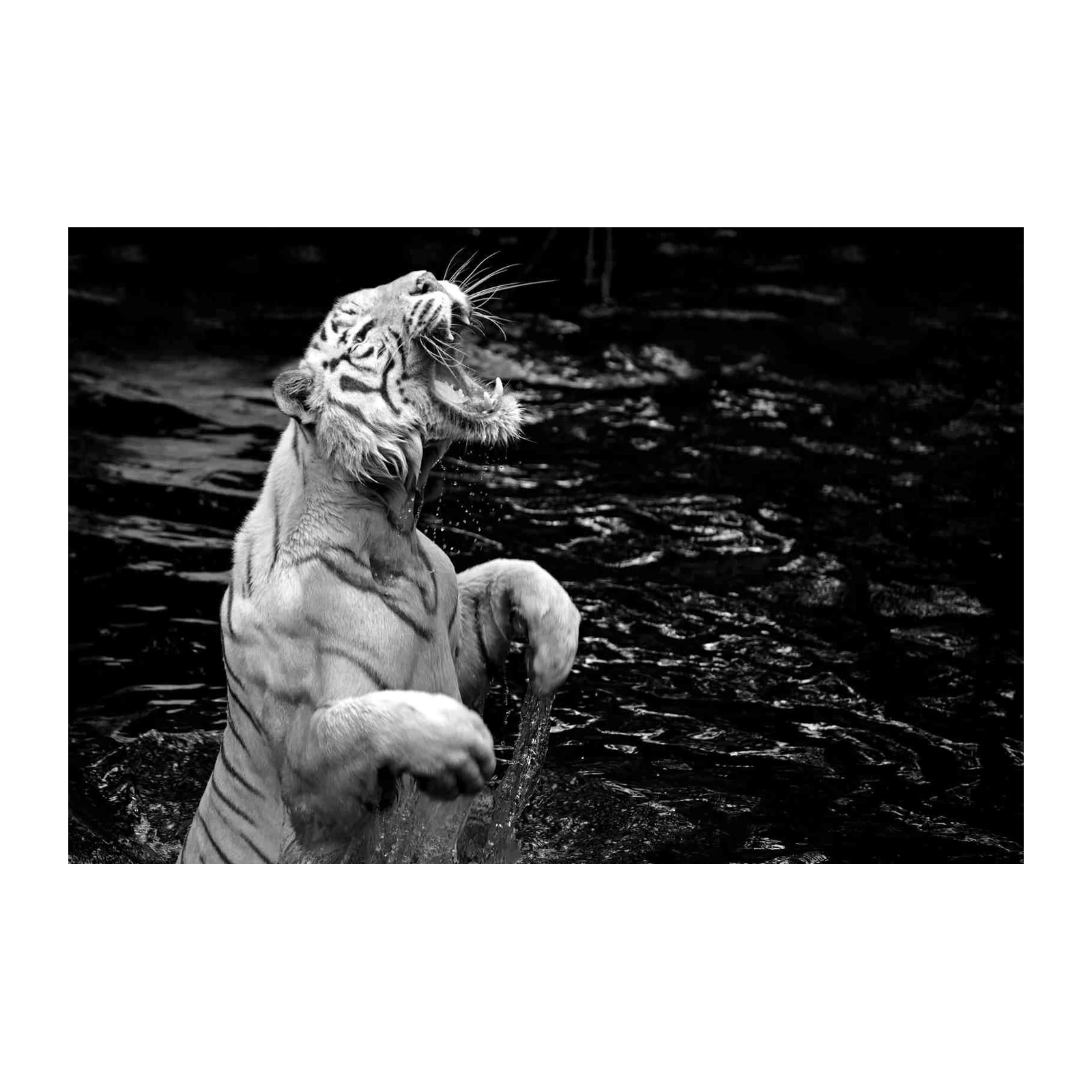 Majestic White Tiger Roar Wall Art