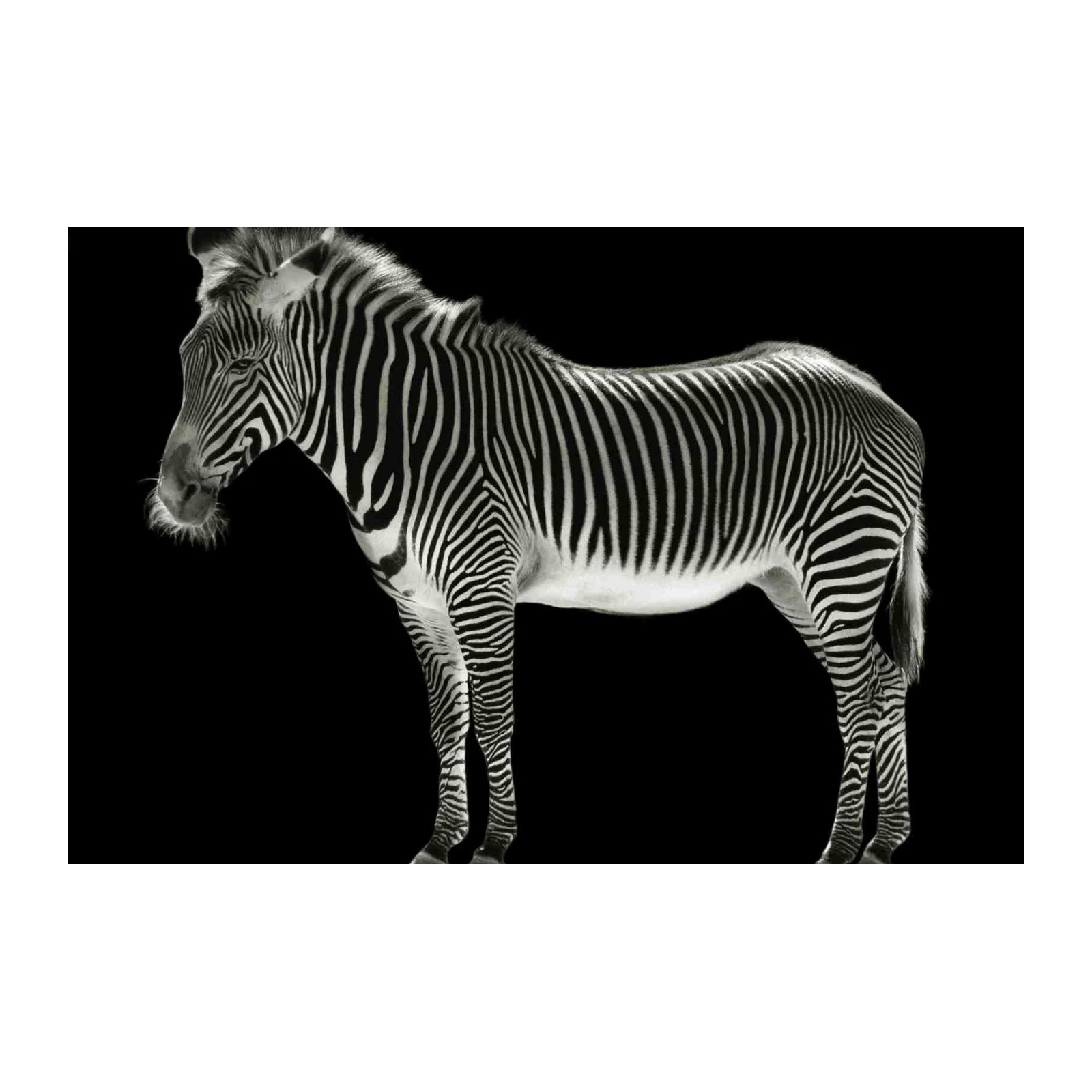 Striking Zebra Portrait Wall Art