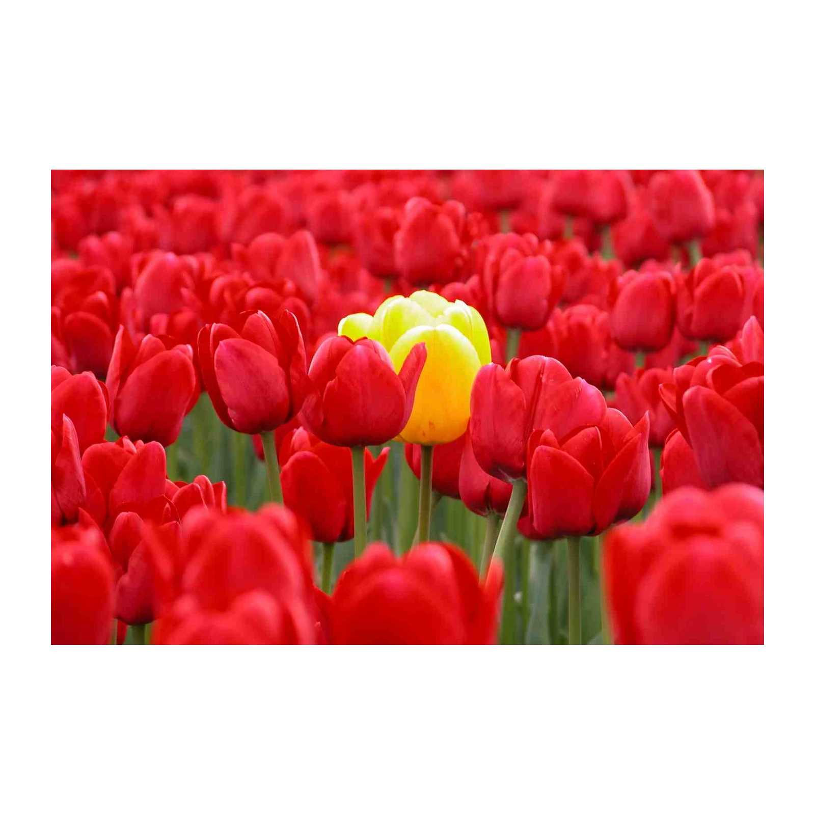 Red Tulips & Yellow Bloom Wall Art Wall Art