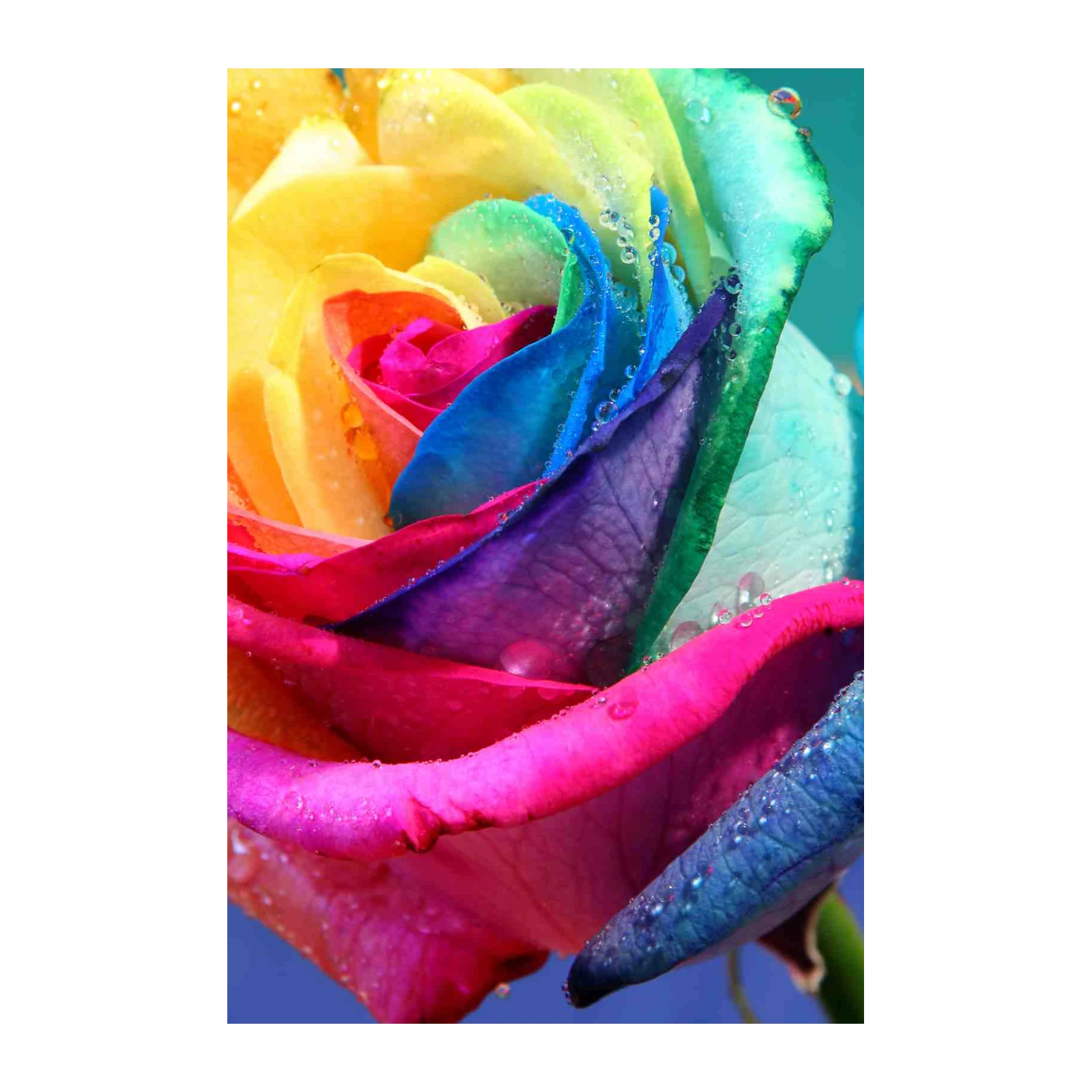 Vibrant Rainbow Rose Water Droplets Wall Art