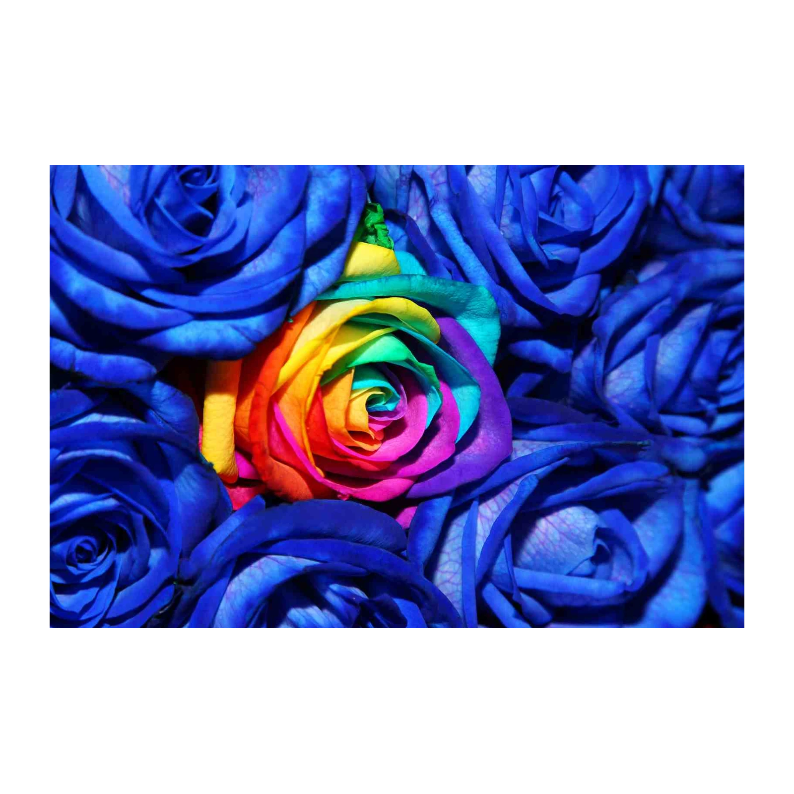 Vibrant Rainbow Rose Bouquet Wall Art