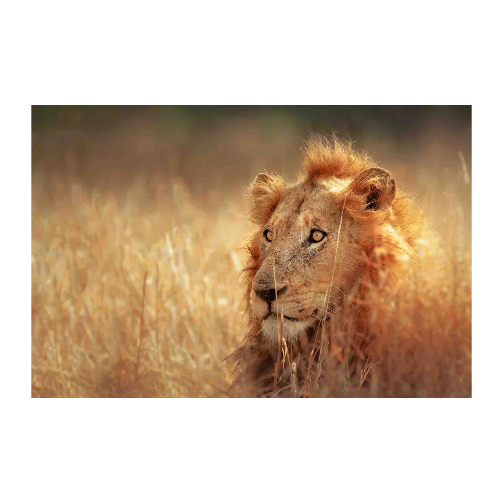 Majestic Lion in Golden Savannah Wall Art