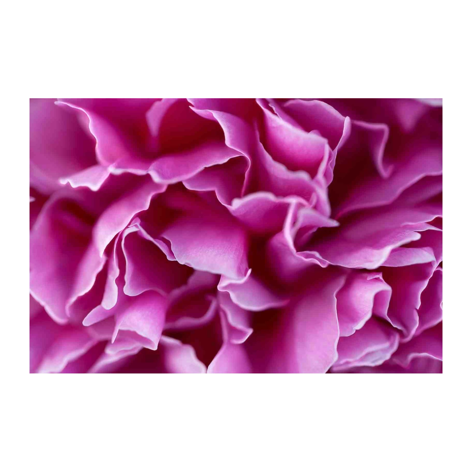 Vibrant Pink Peony Petals Abstract Wall Art