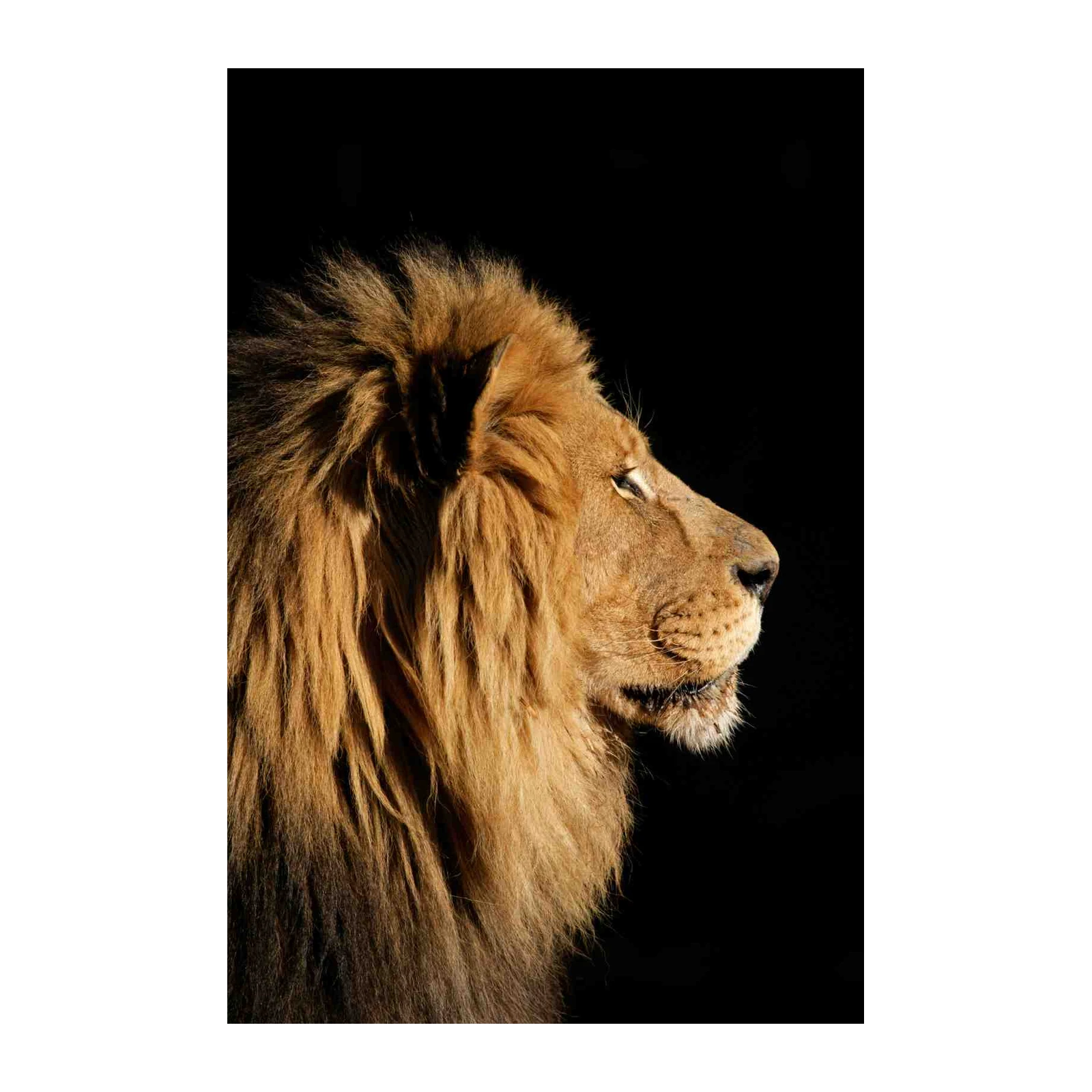 Majestic Lion Profile Wildlife Wall Art