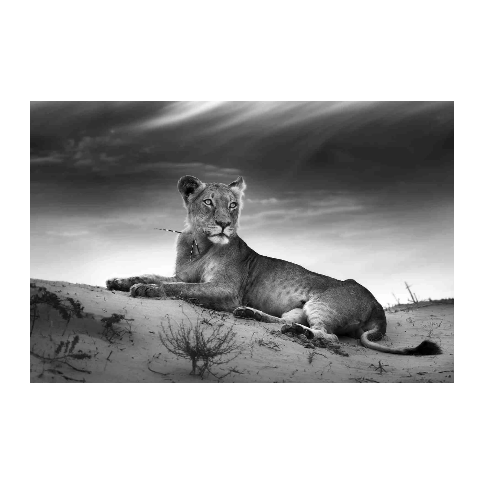 Majestic Lioness Serene Desert View Wall Art