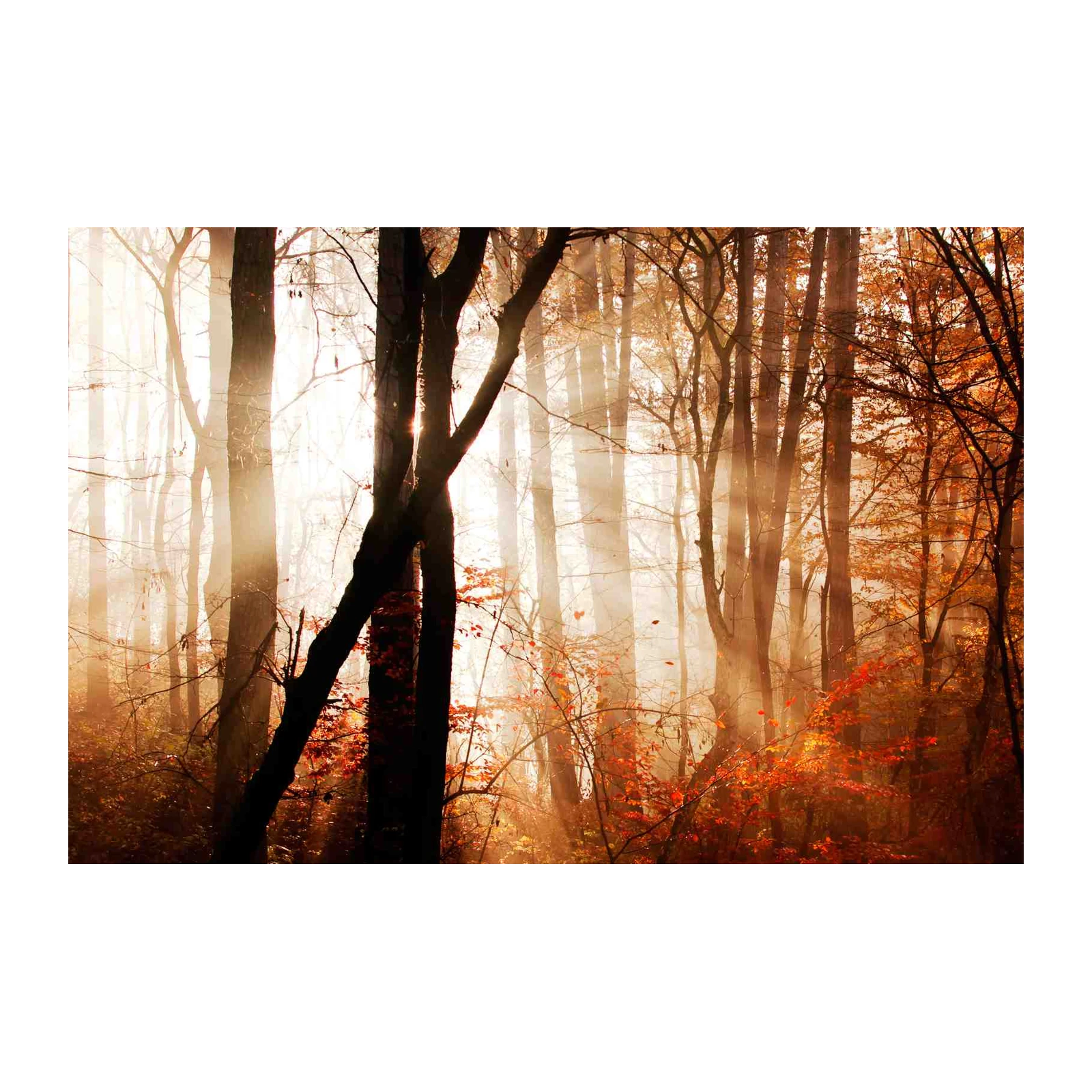 Enchanting Forest Light Wall Art