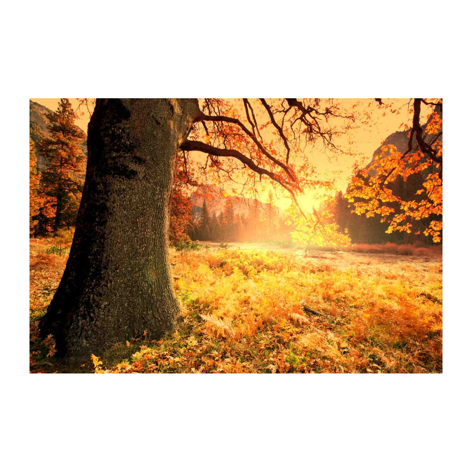Golden Autumn Yosemite Landscape Wall Art