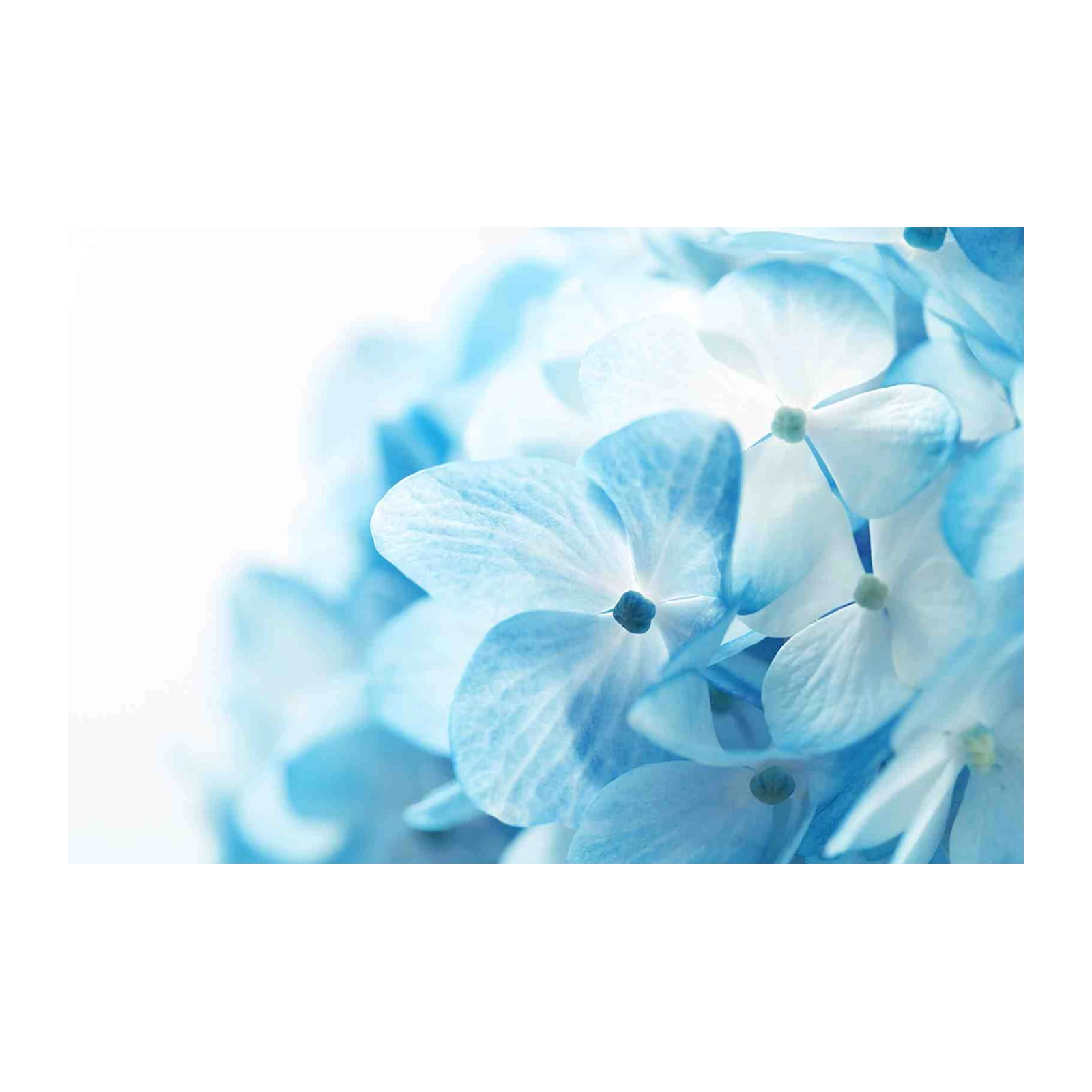 Serene Blue Hydrangea Floral Wall Art