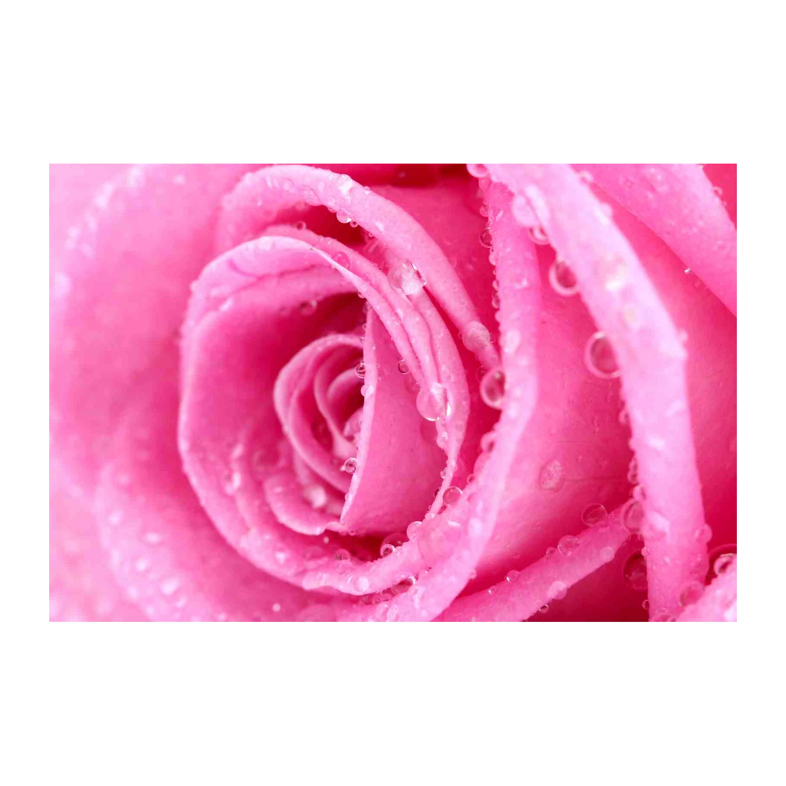 Vibrant Pink Rose Dew Drops Wall Art
