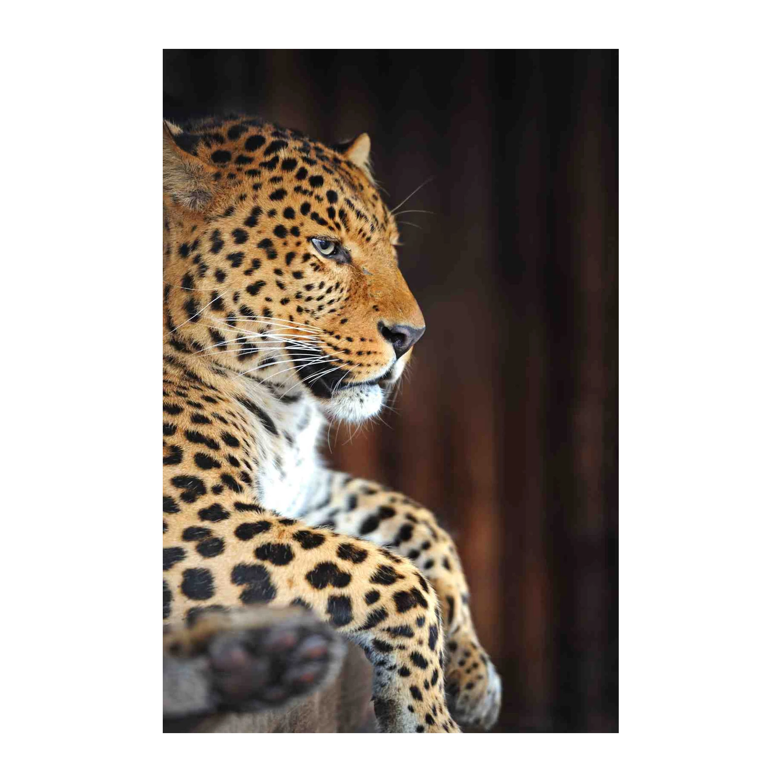 Majestic Leopard Portrait Wall Art