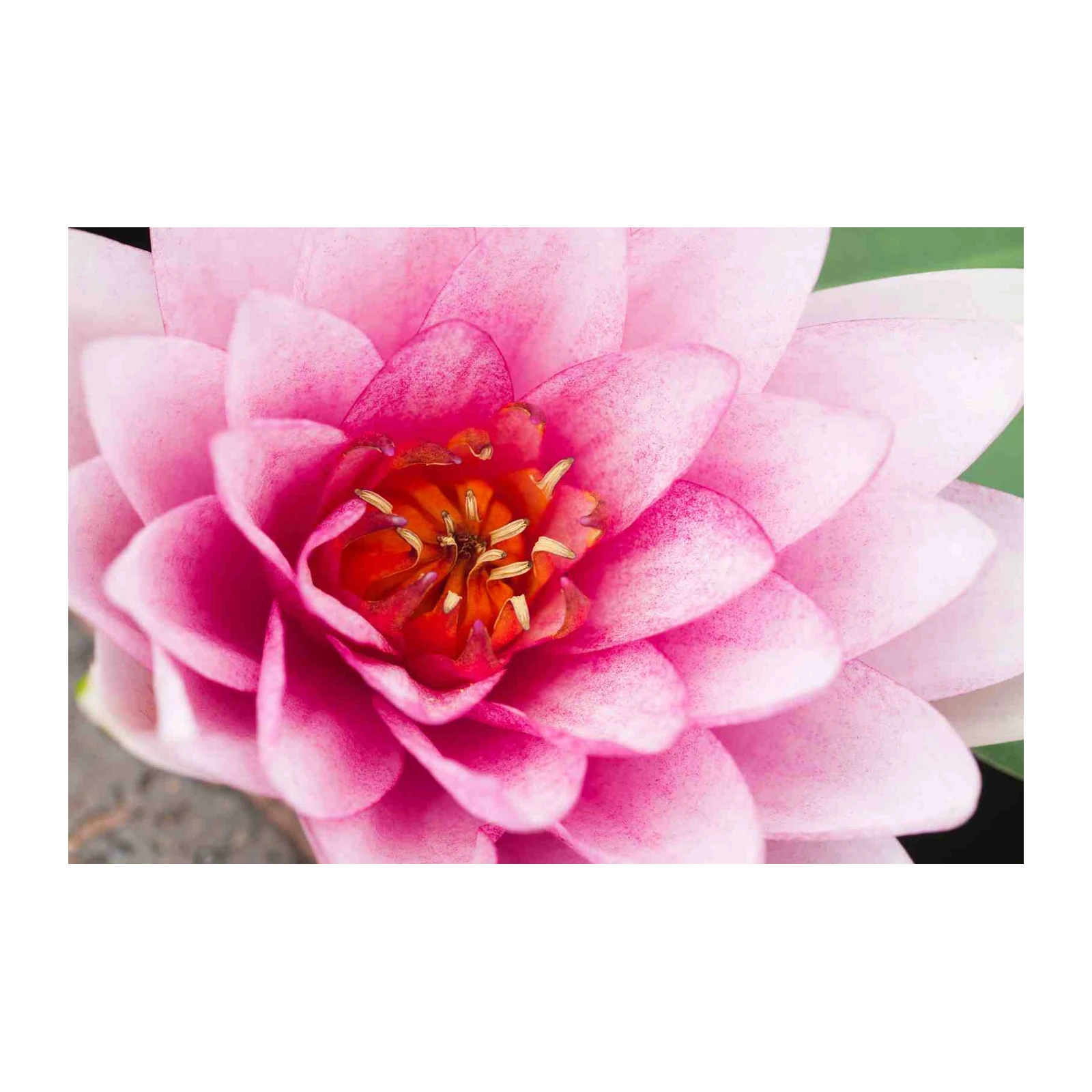 Pink Lotus Flower Bloom Wall Art