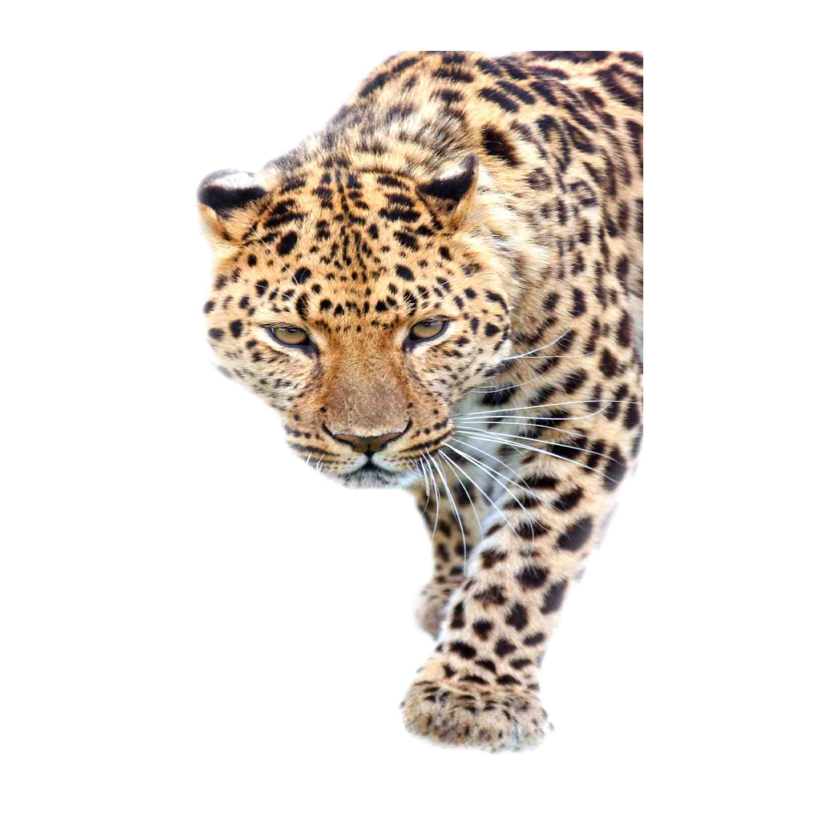 Majestic Leopard Portrait Wall Art