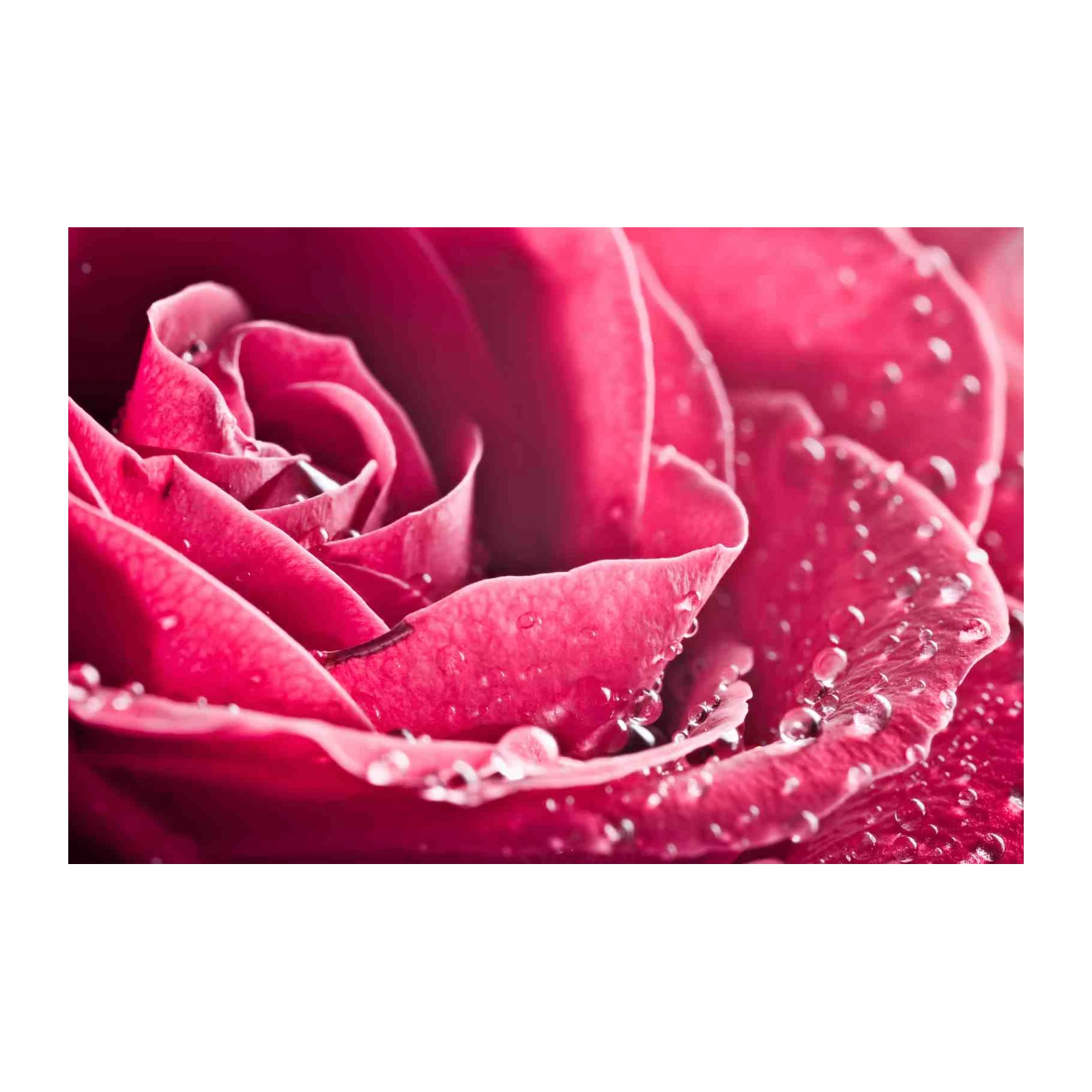 Vibrant Pink Rose with Dewdrops Wall Art